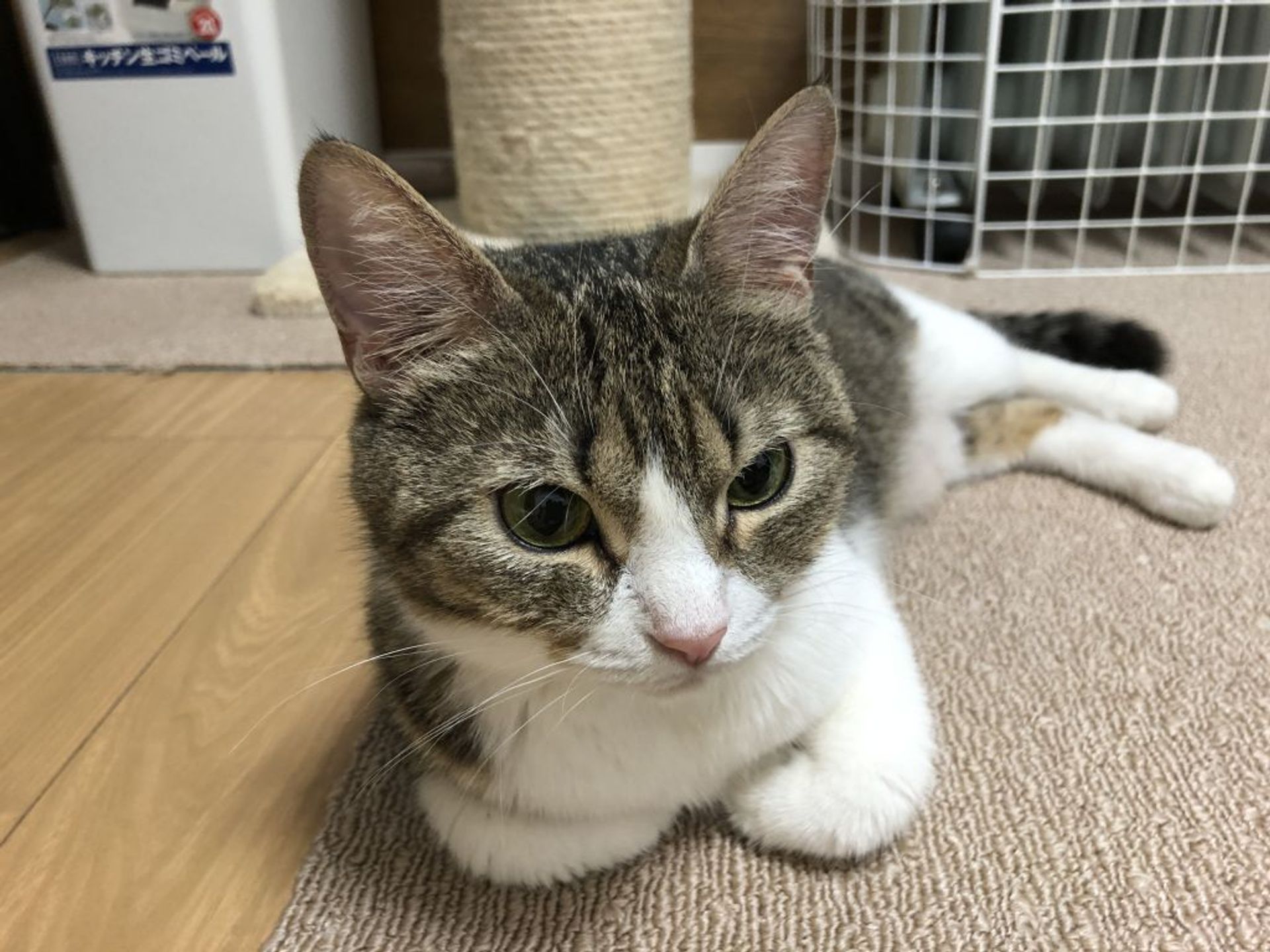 雑種（ミックス猫）・メスの里親募集の写真