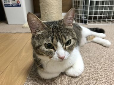 さくら