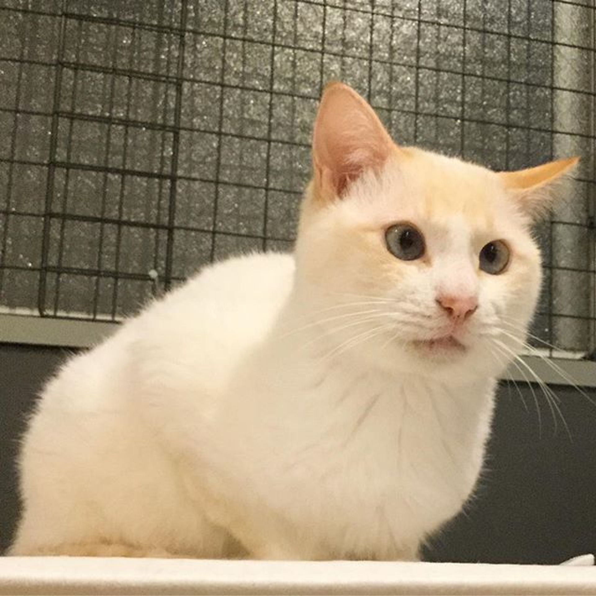 雑種（ミックス猫）・オスの里親募集の写真