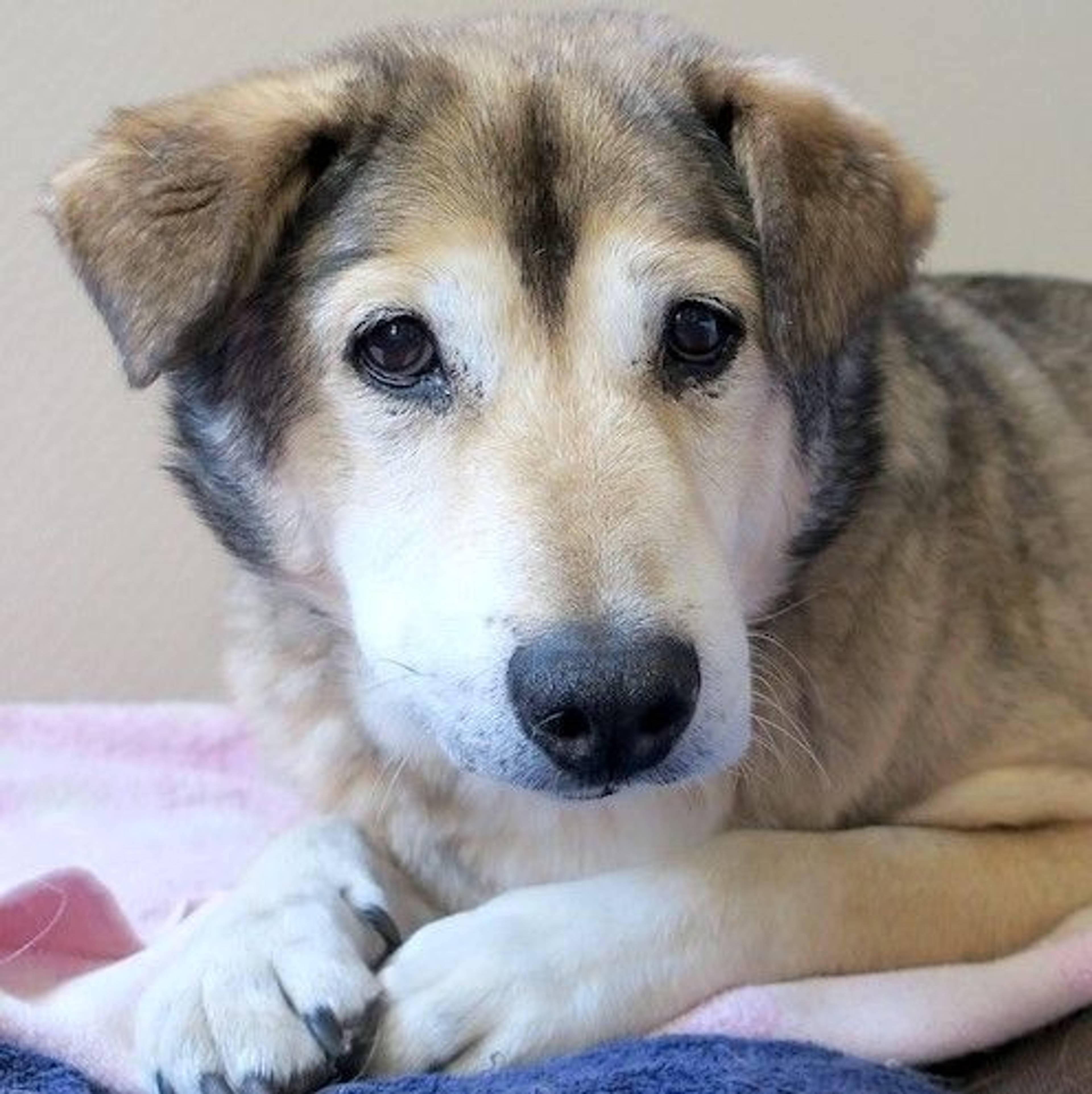 雑種（ミックス犬）・オスの里親募集の写真