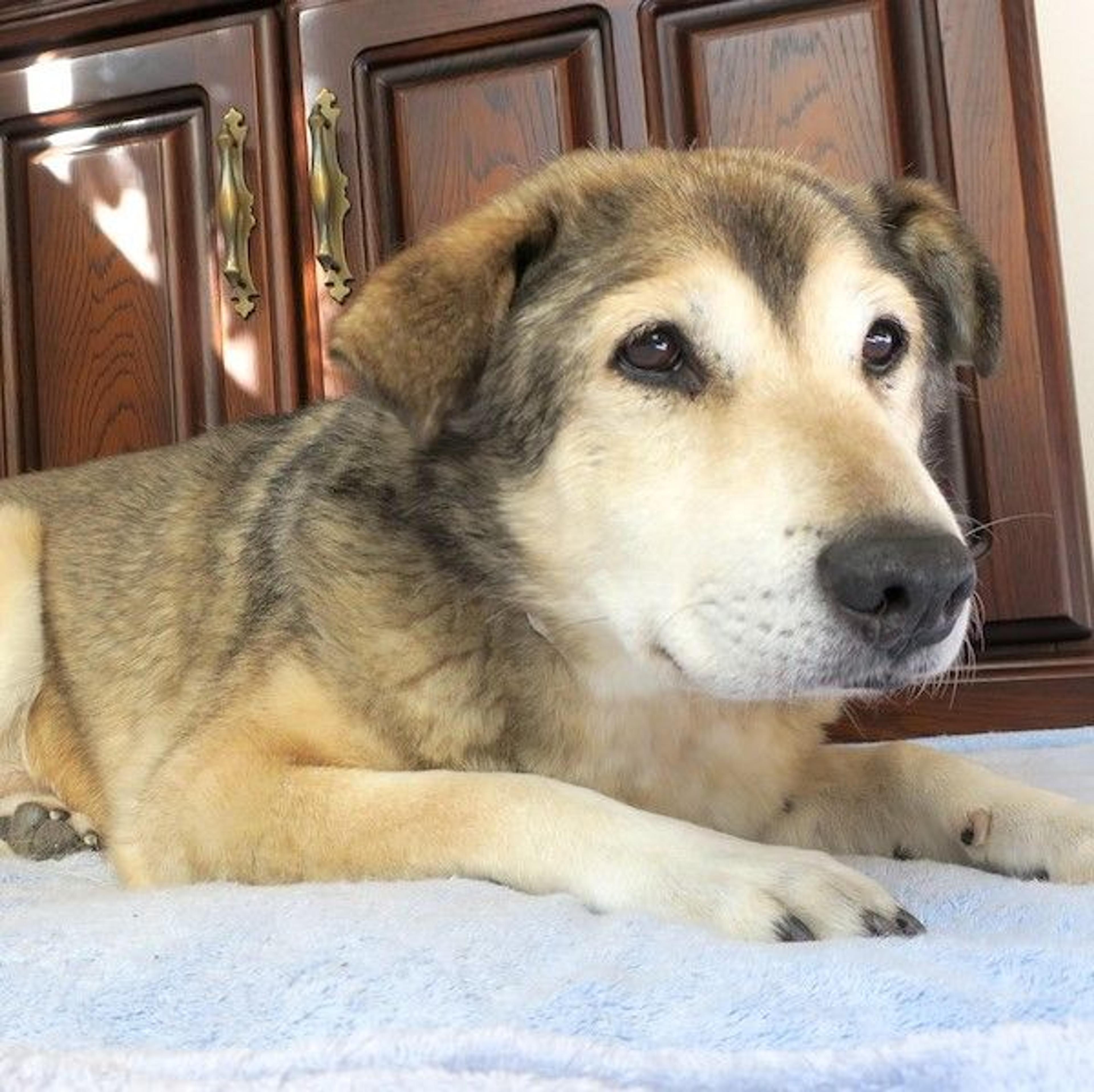 pet-image-2