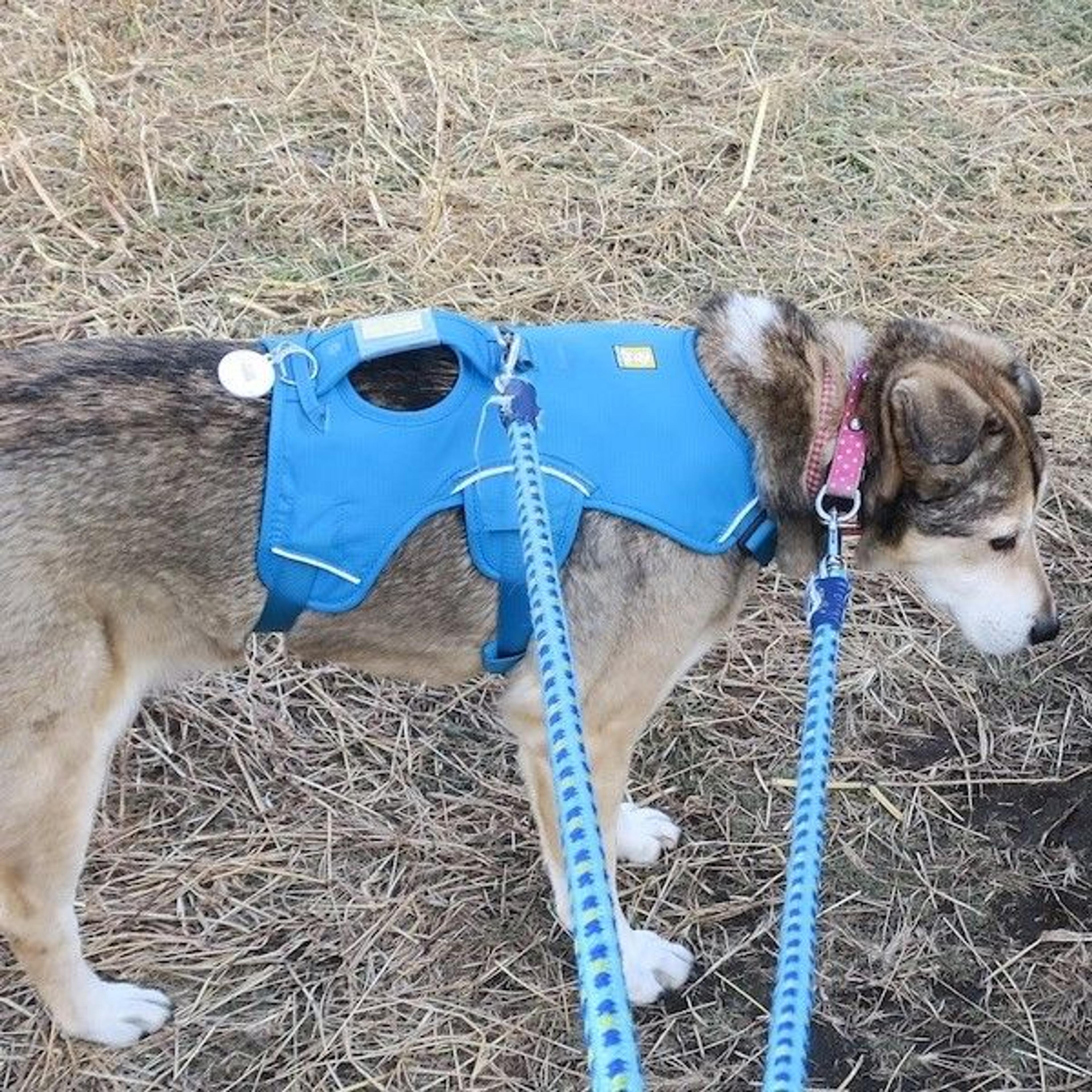 pet-image-4