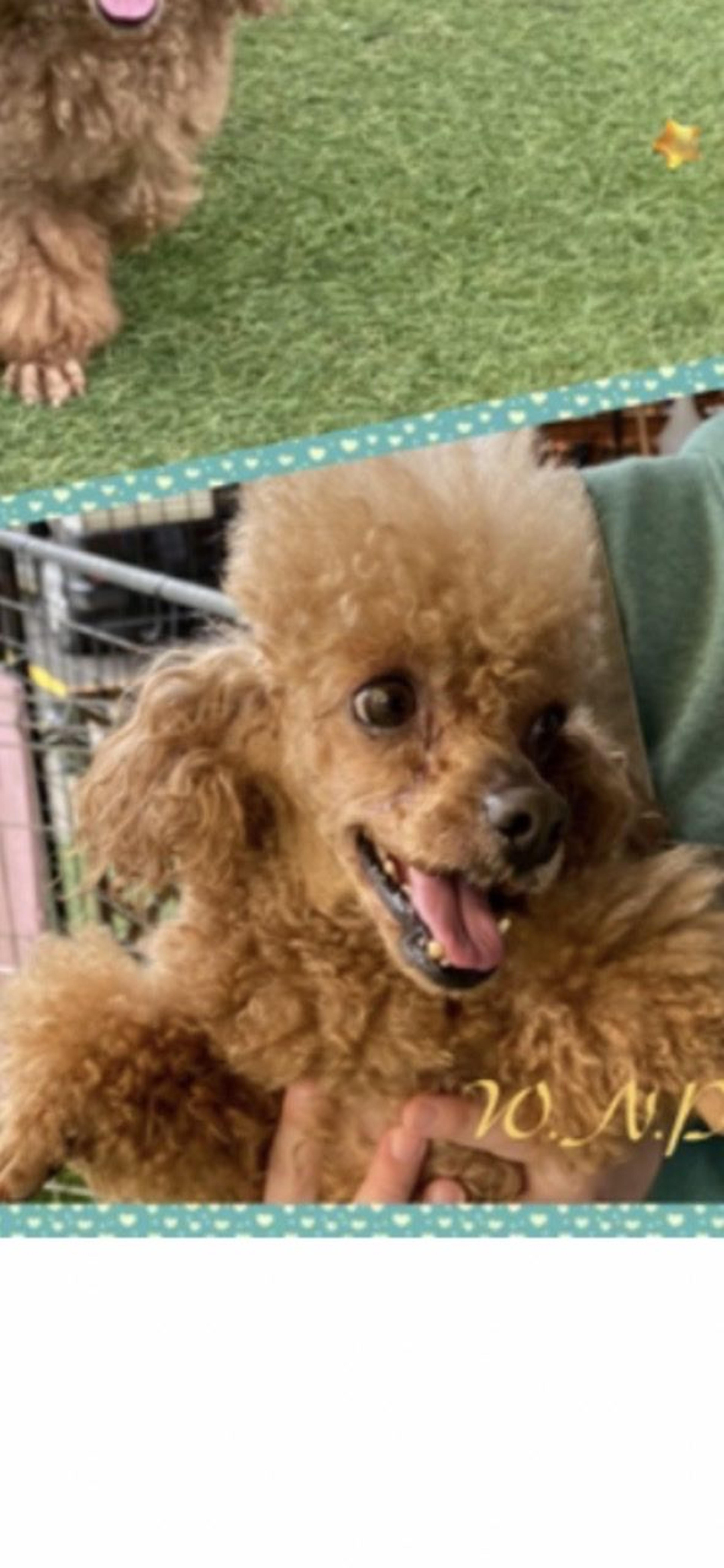 pet-image-3