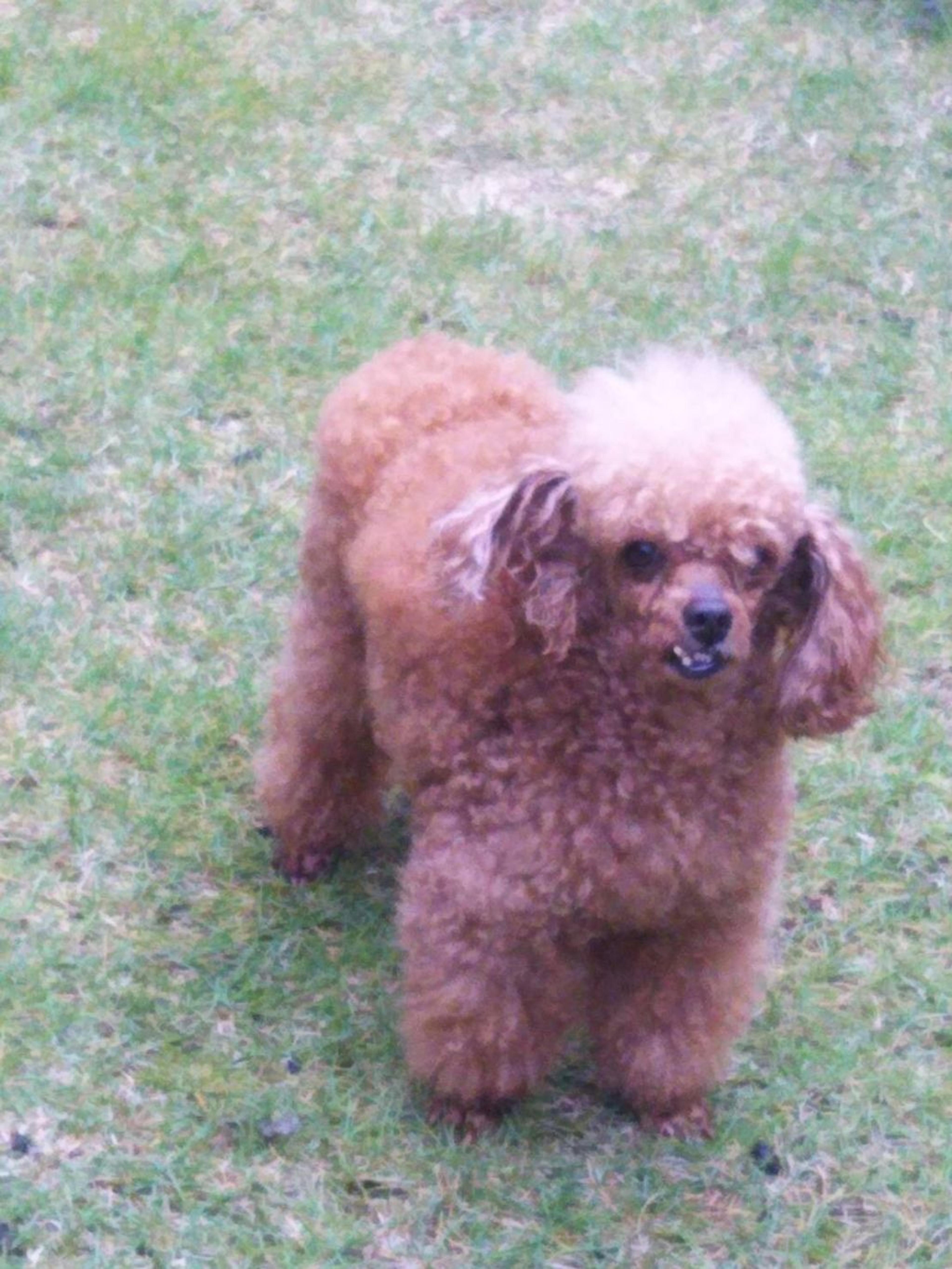 pet-image-5