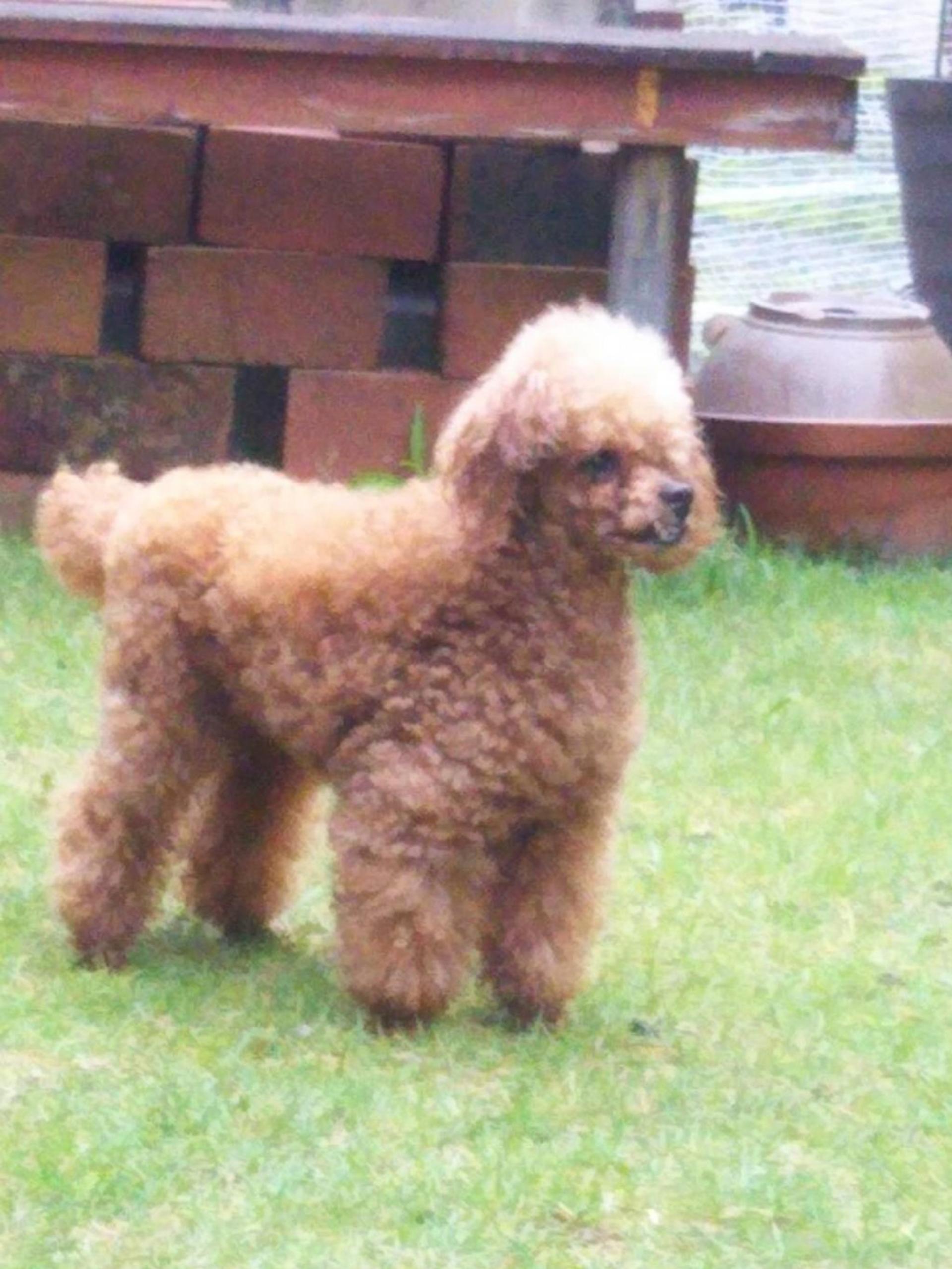 pet-image-7