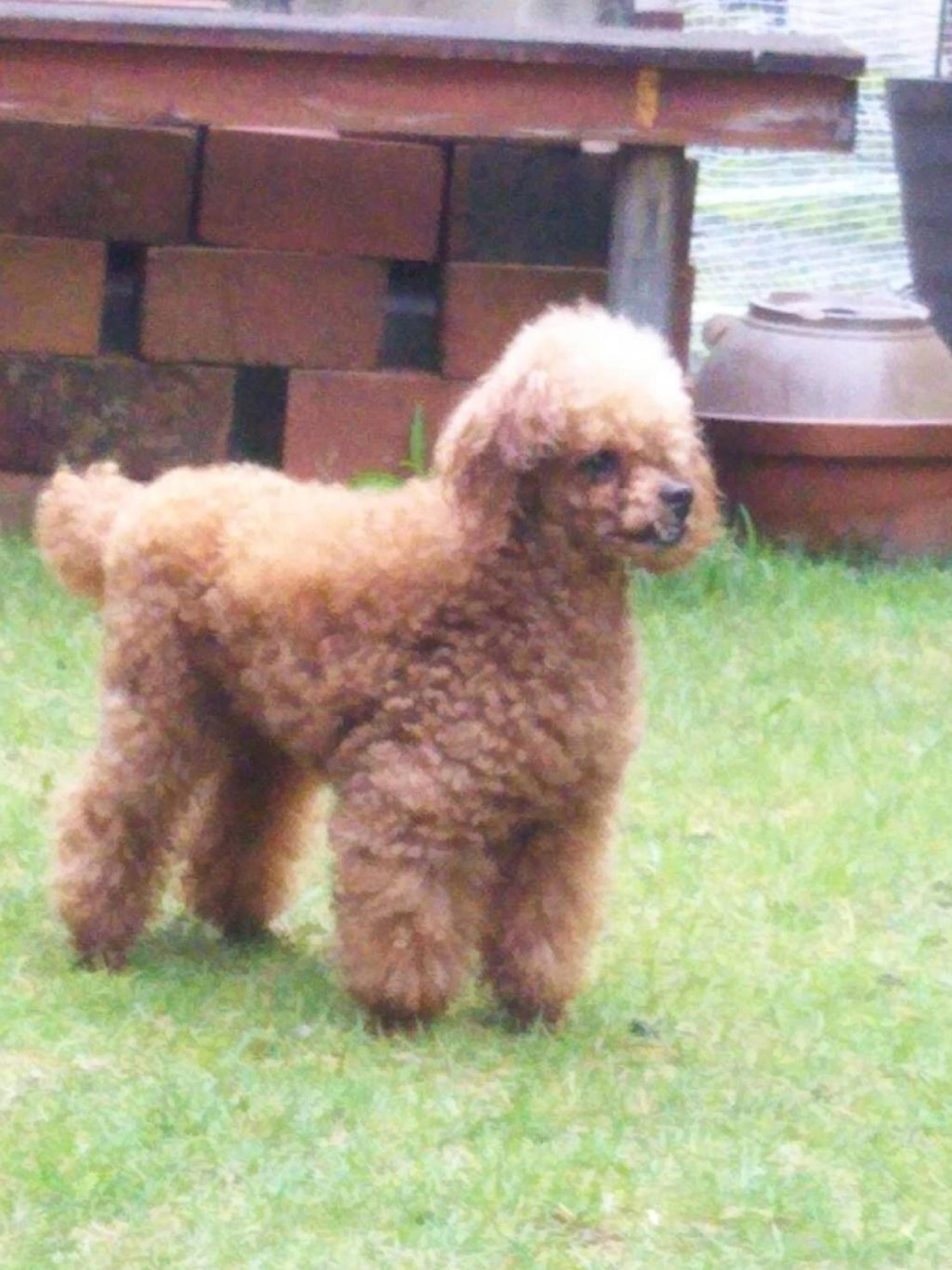 pet-image-7