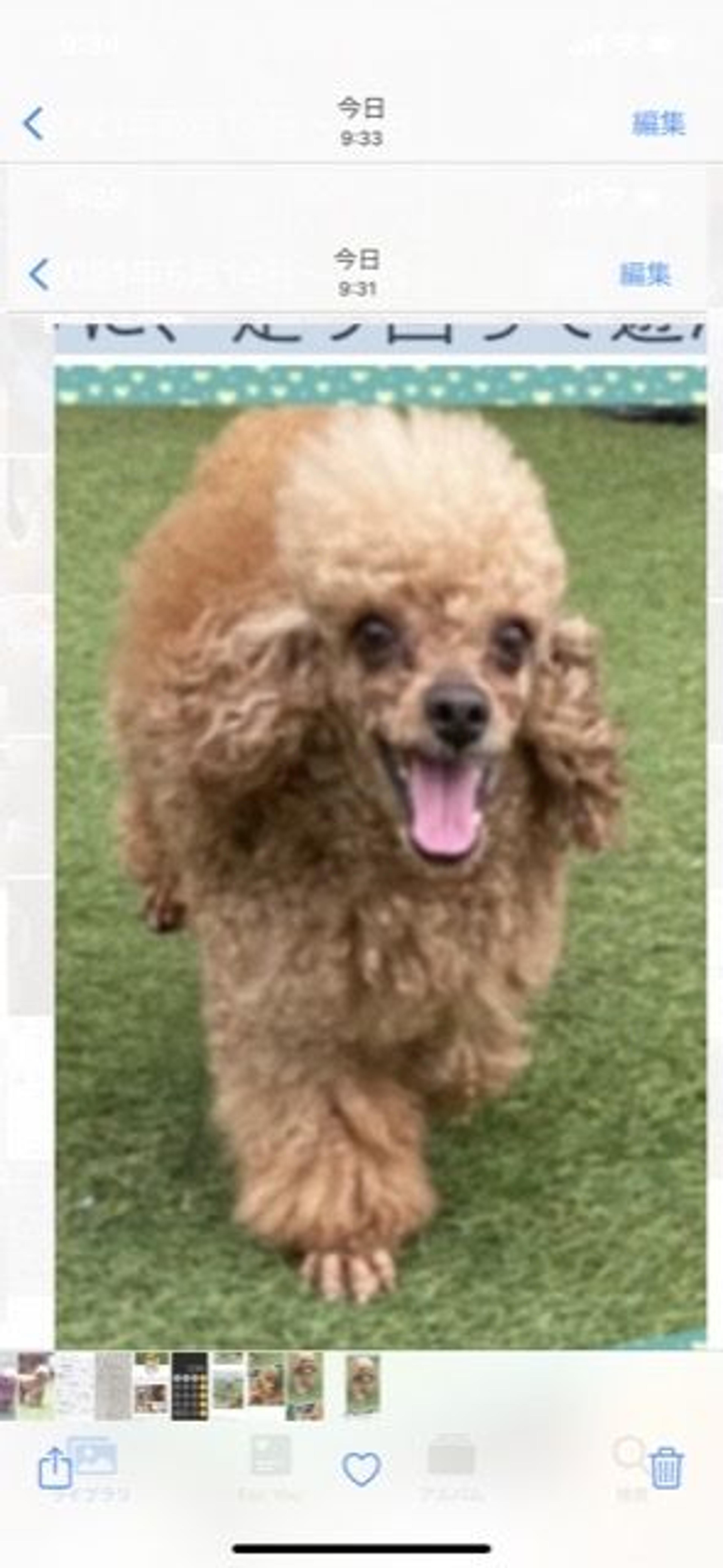 pet-image-8