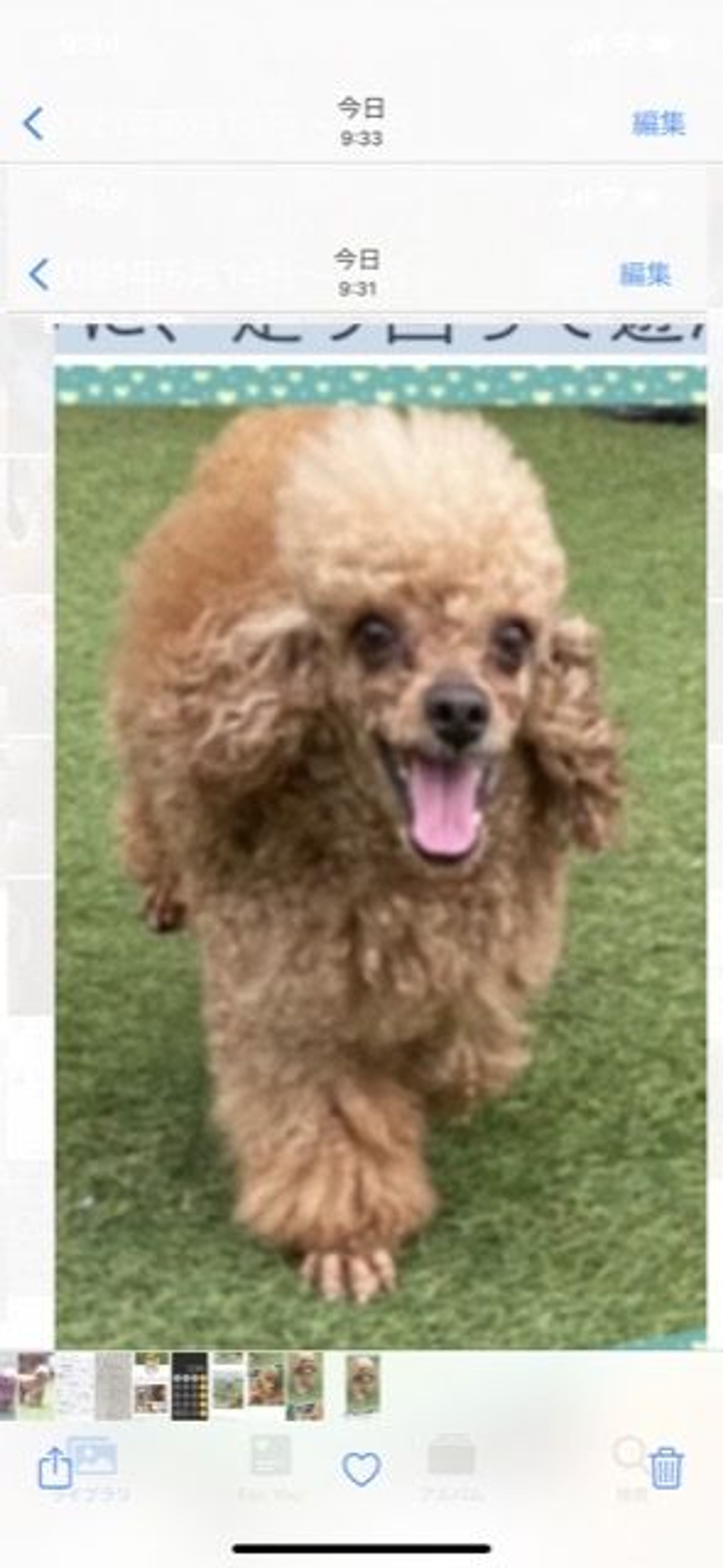 pet-image-8