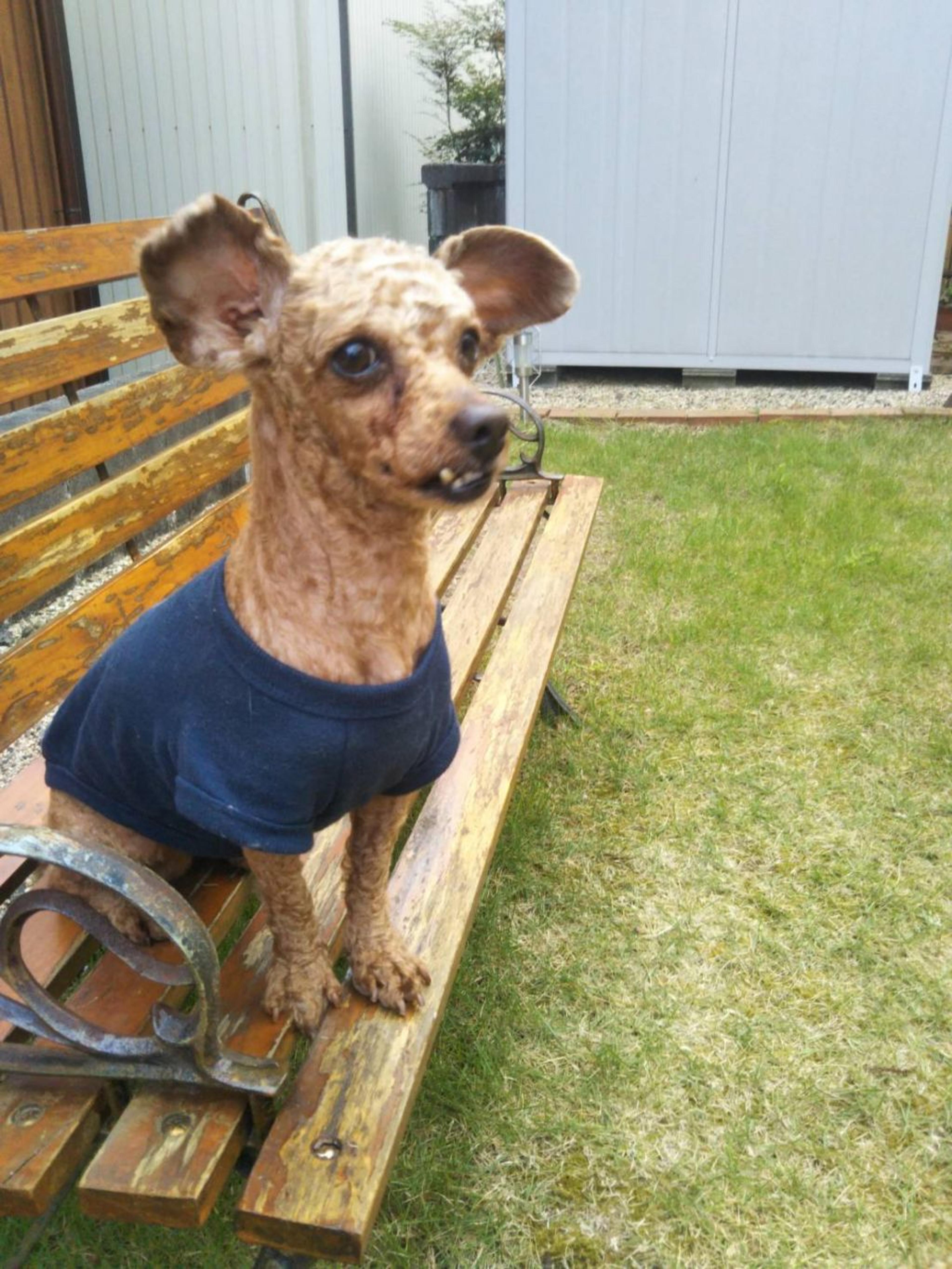 pet-image-2