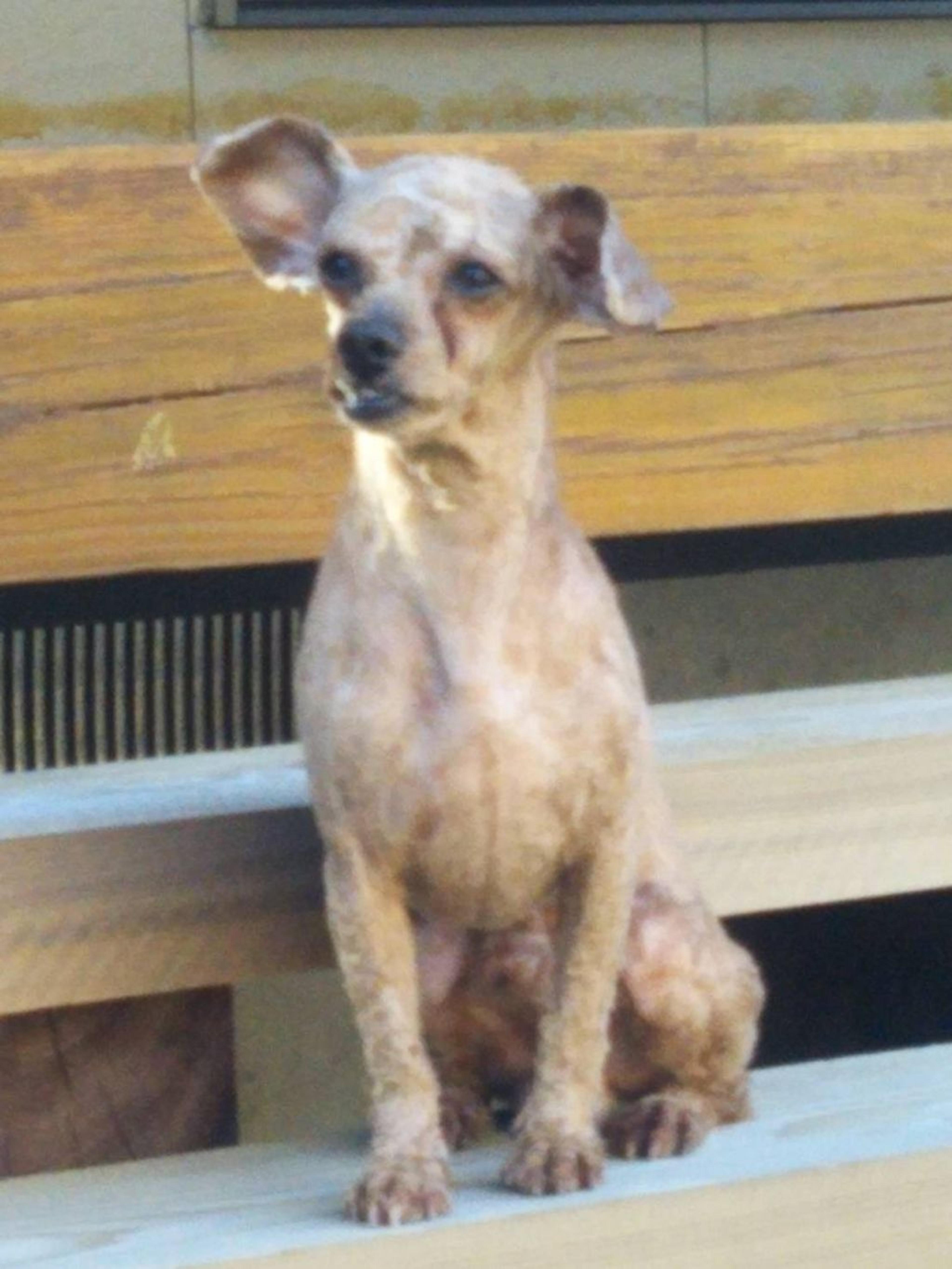 pet-image-4