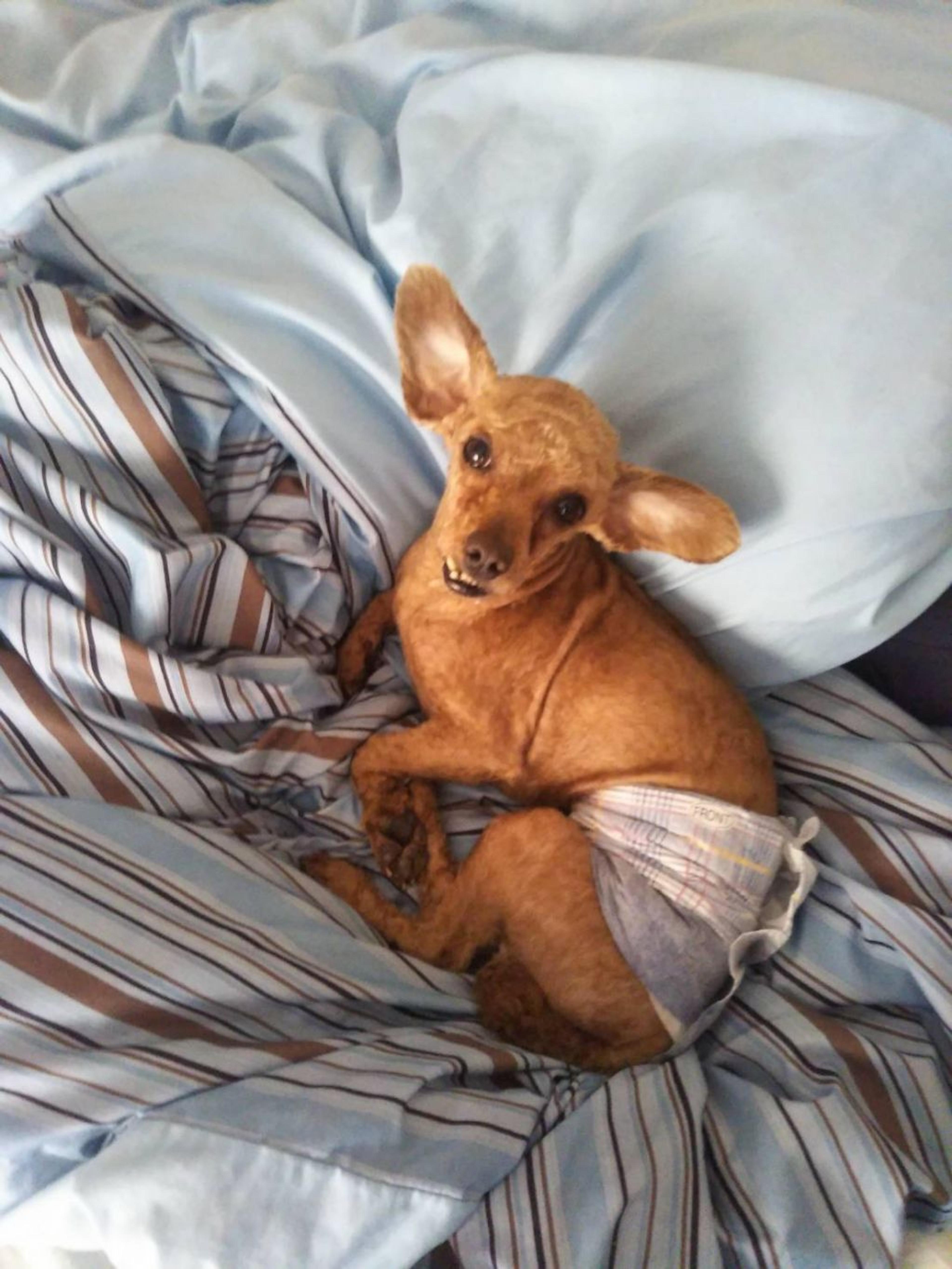 pet-image-6