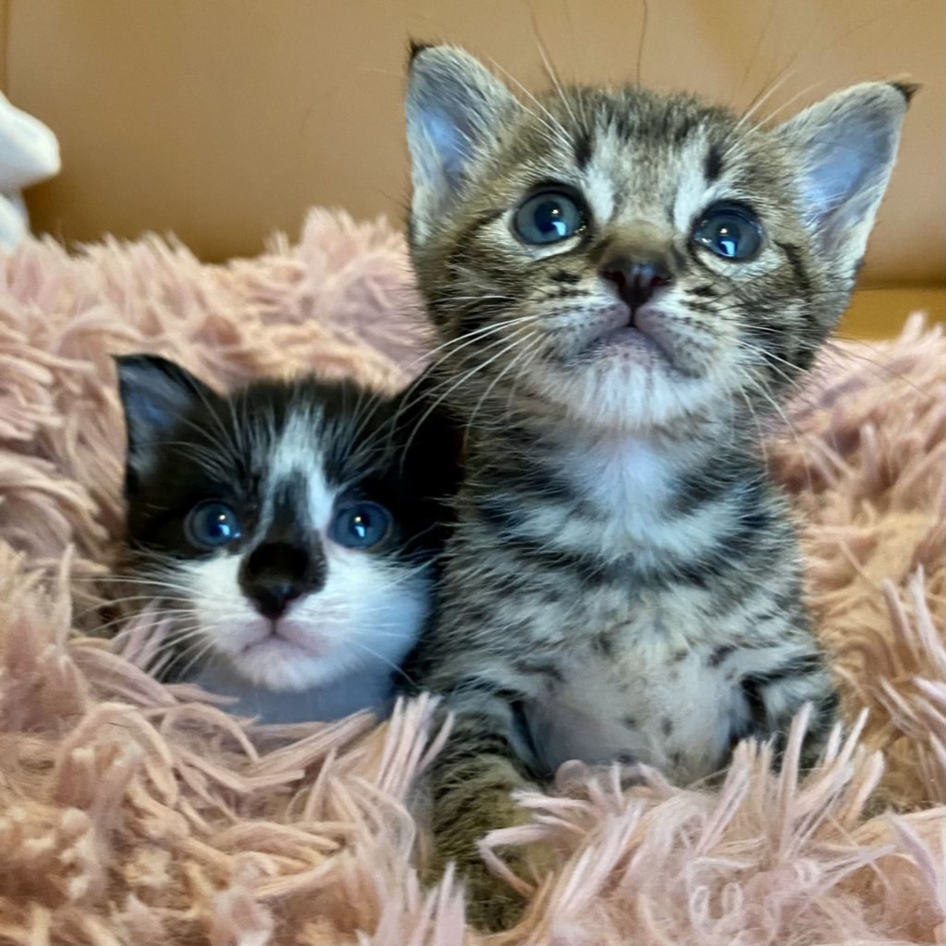 雑種（ミックス猫）・オスの里親募集の写真