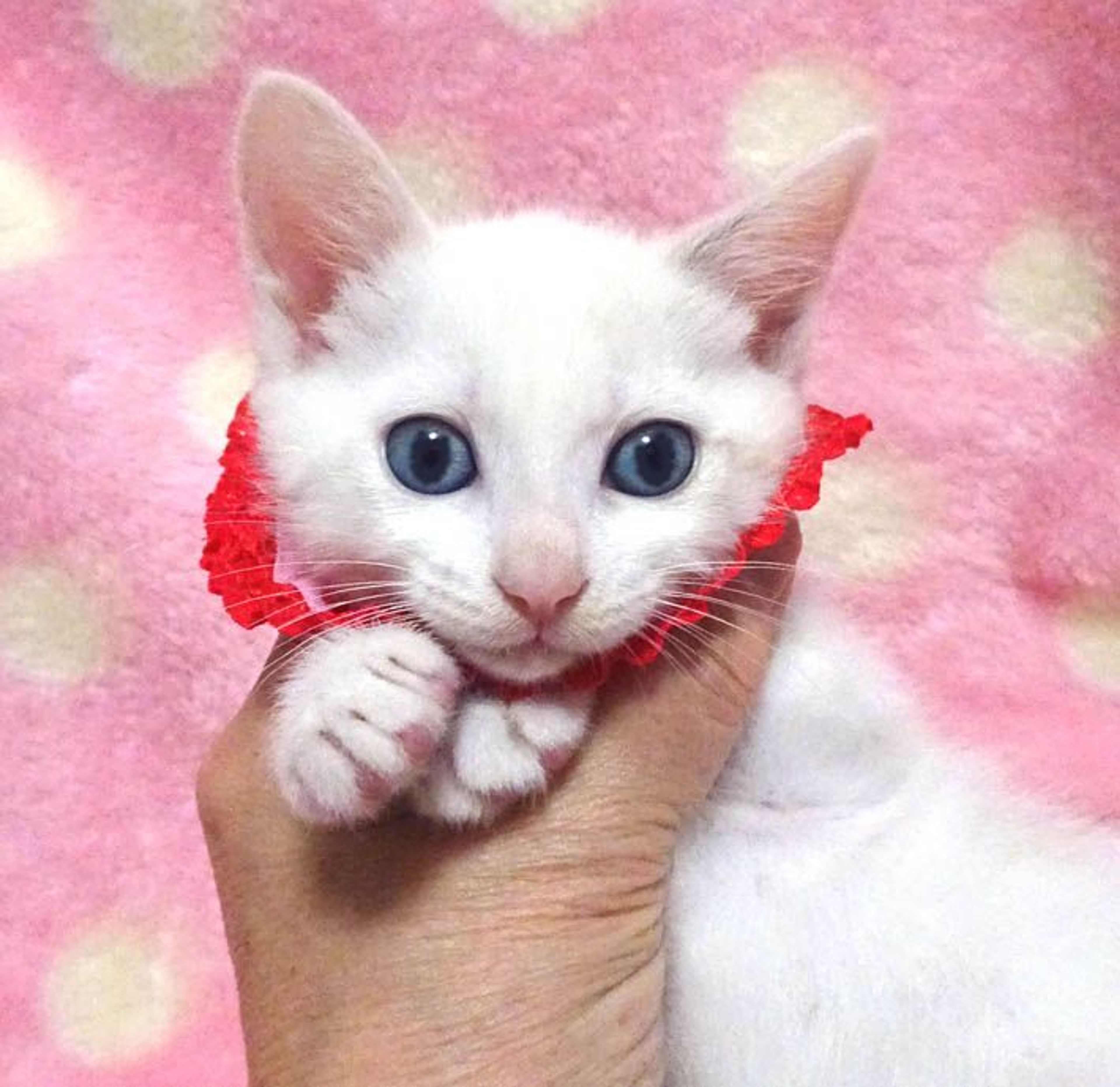 雑種（ミックス猫）・メスの里親募集の写真