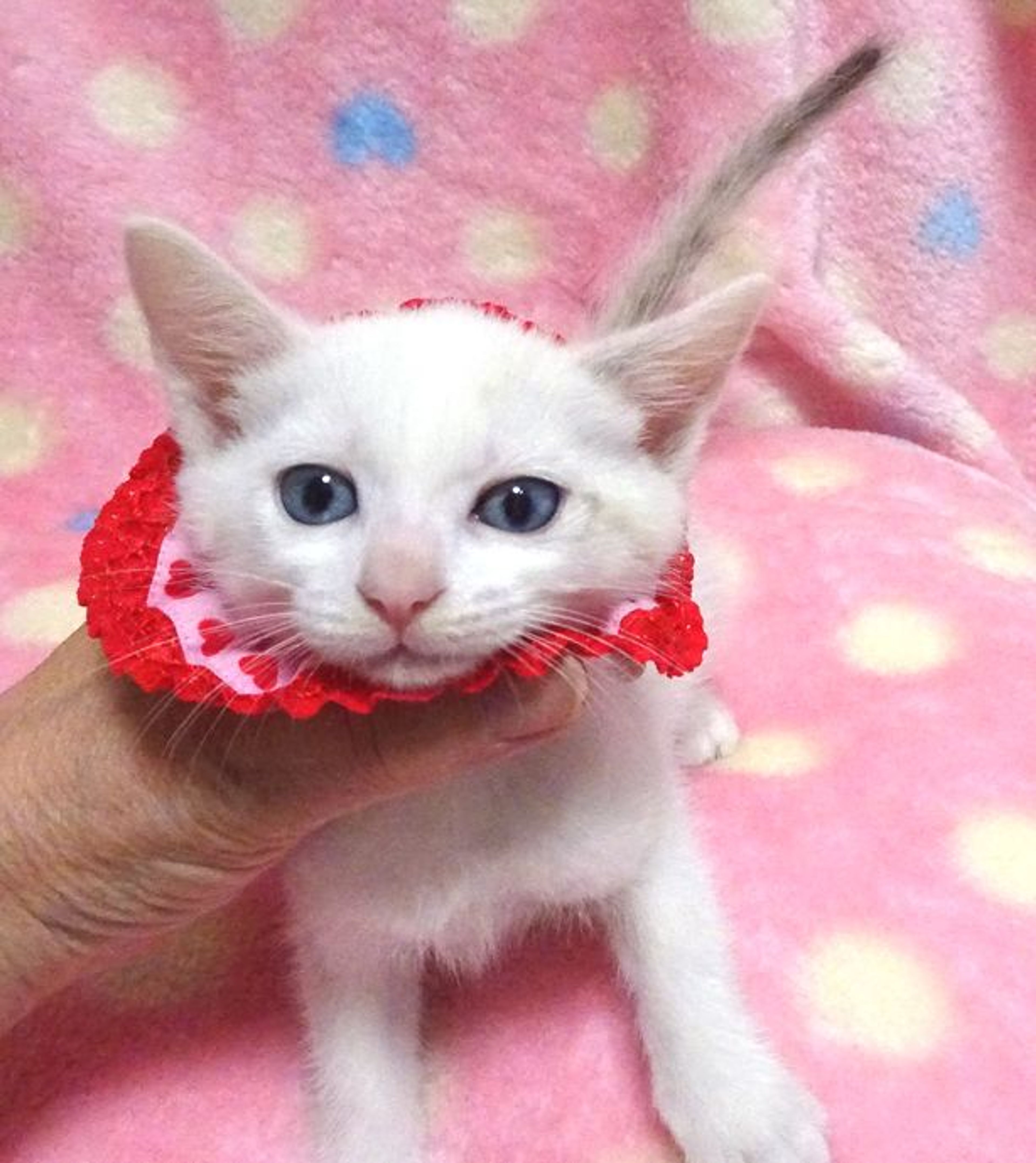 pet-image-2