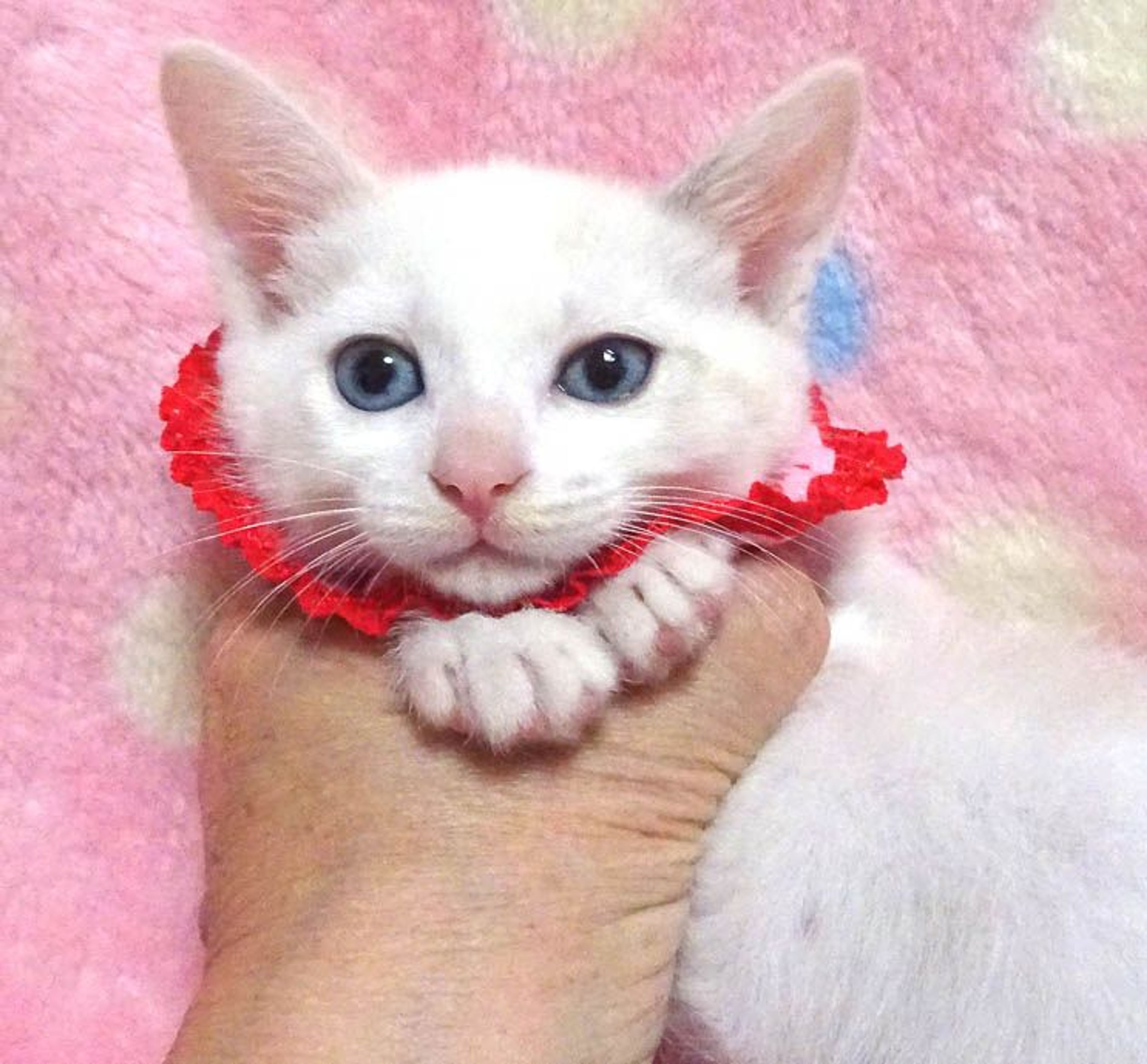 pet-image-3