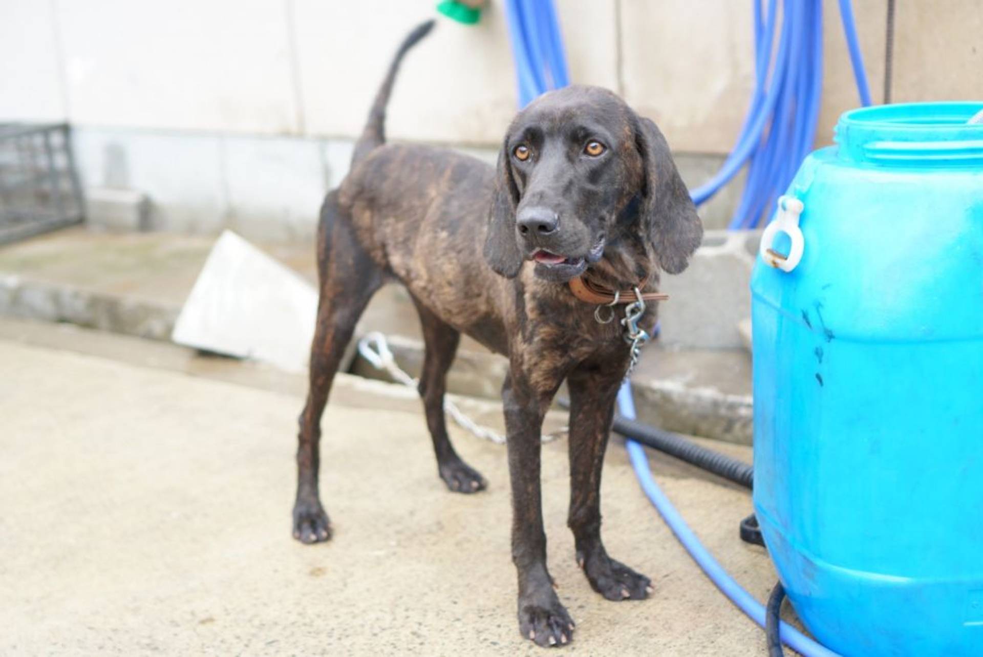雑種（ミックス犬）・メスの里親募集の写真