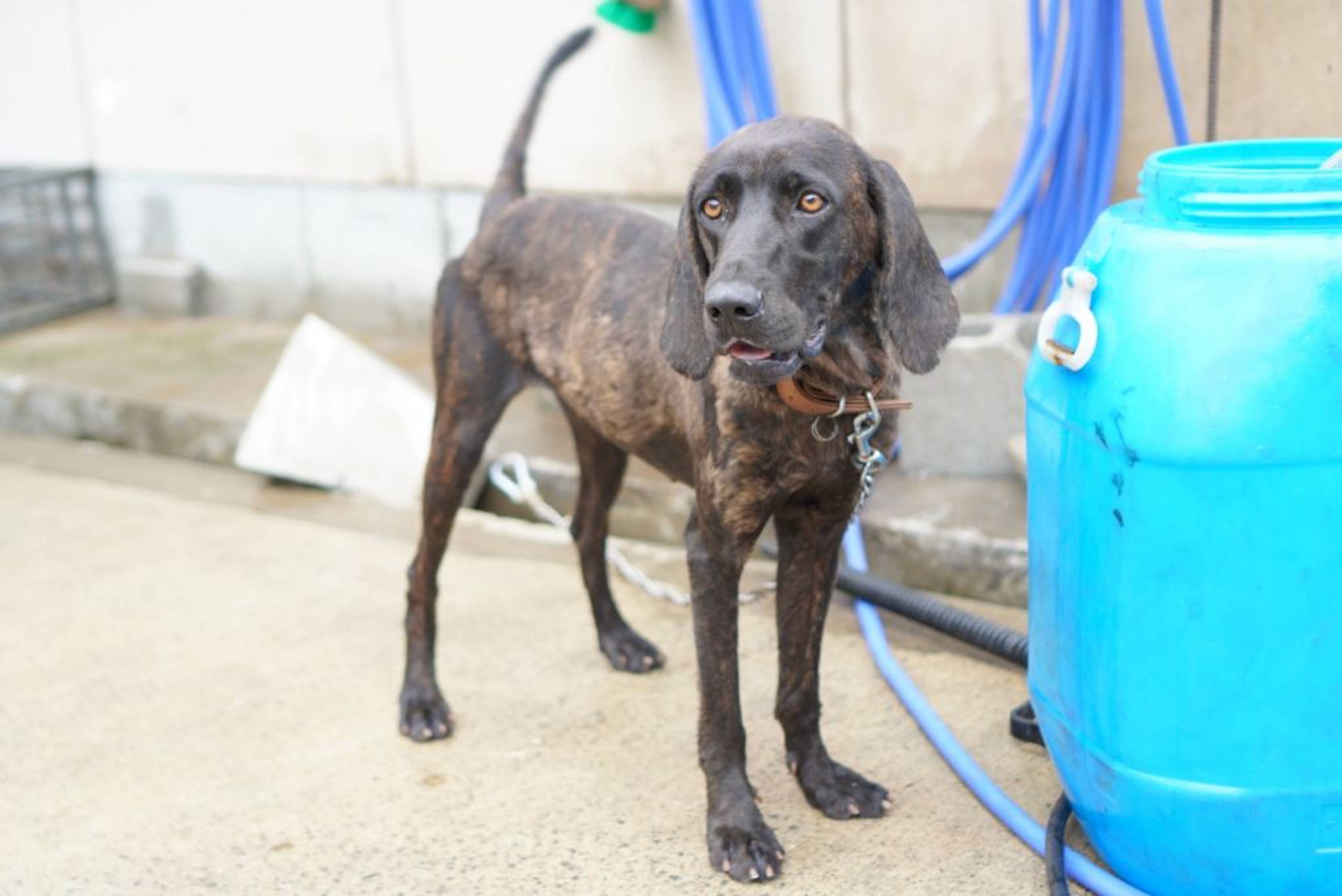 雑種（ミックス犬）・メスの里親募集の写真