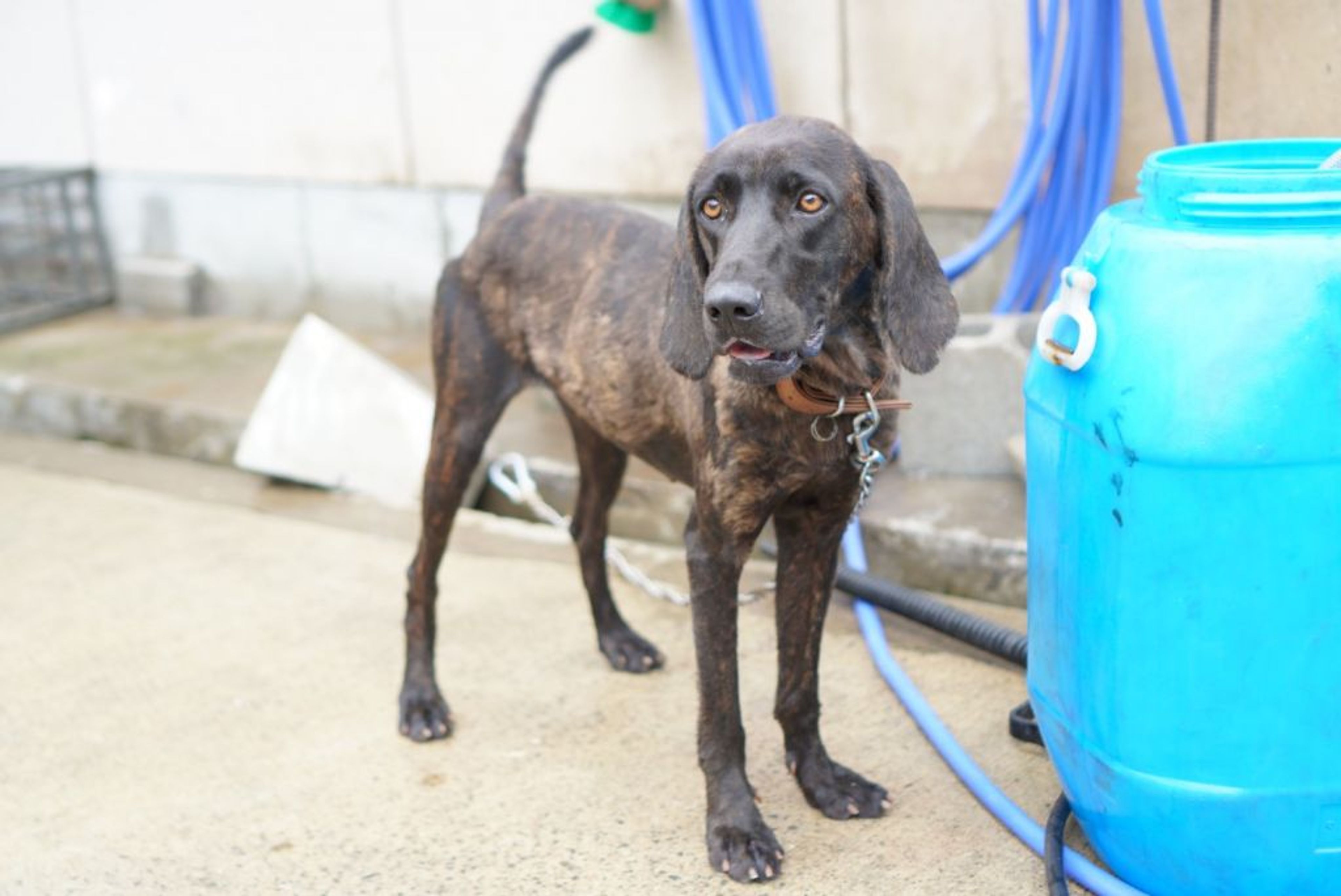 雑種（ミックス犬）・メスの里親募集の写真