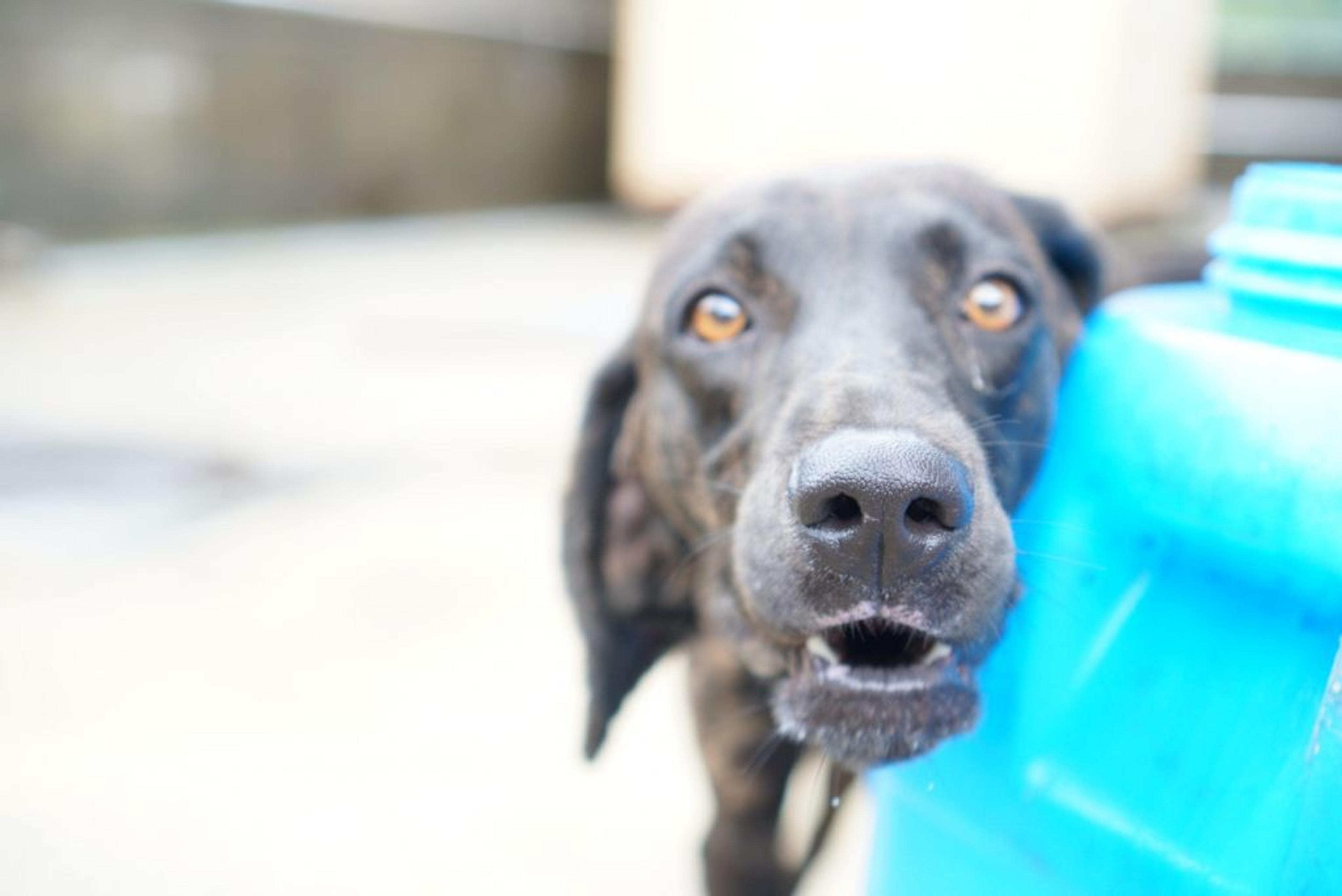 pet-image-3
