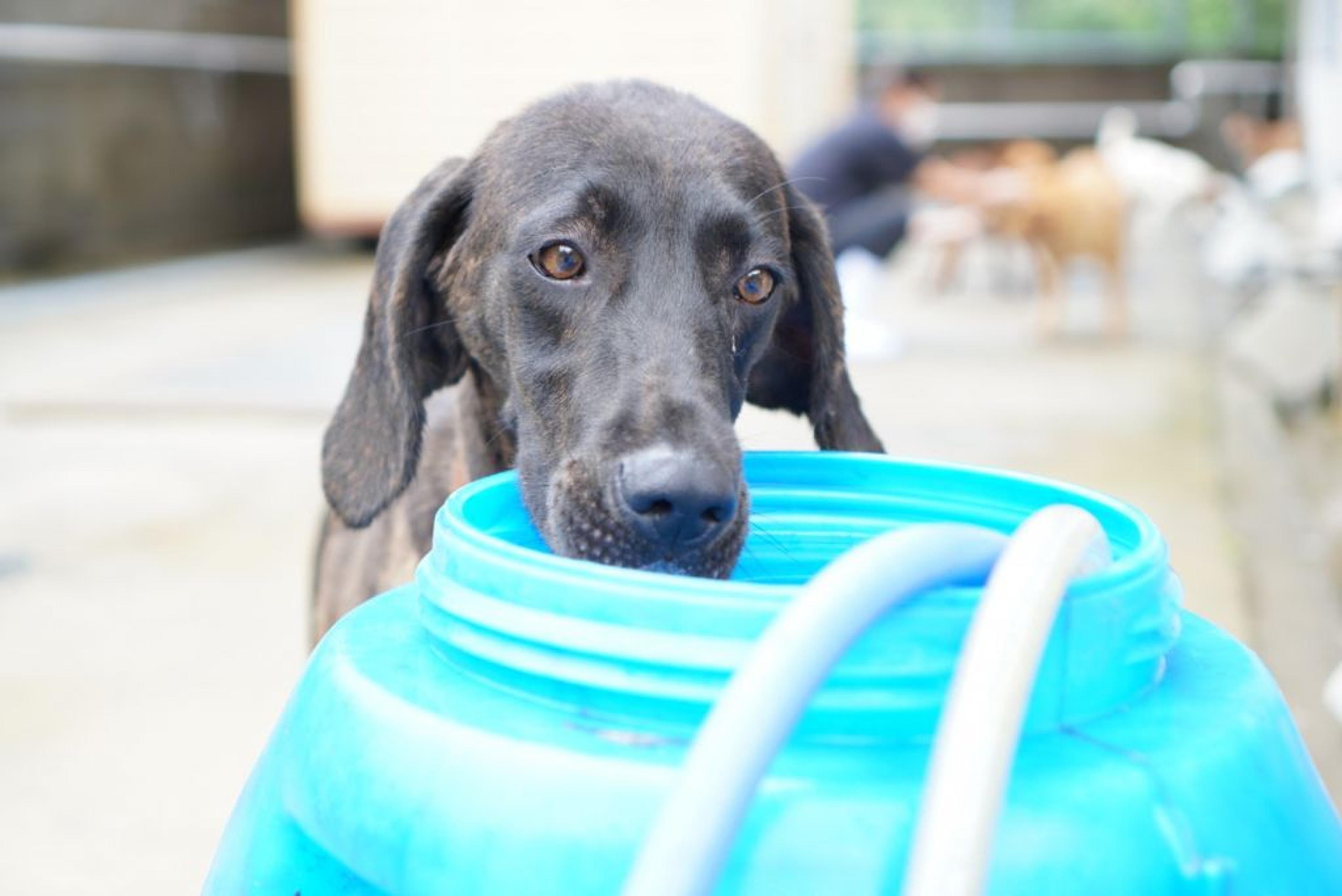 pet-image-4