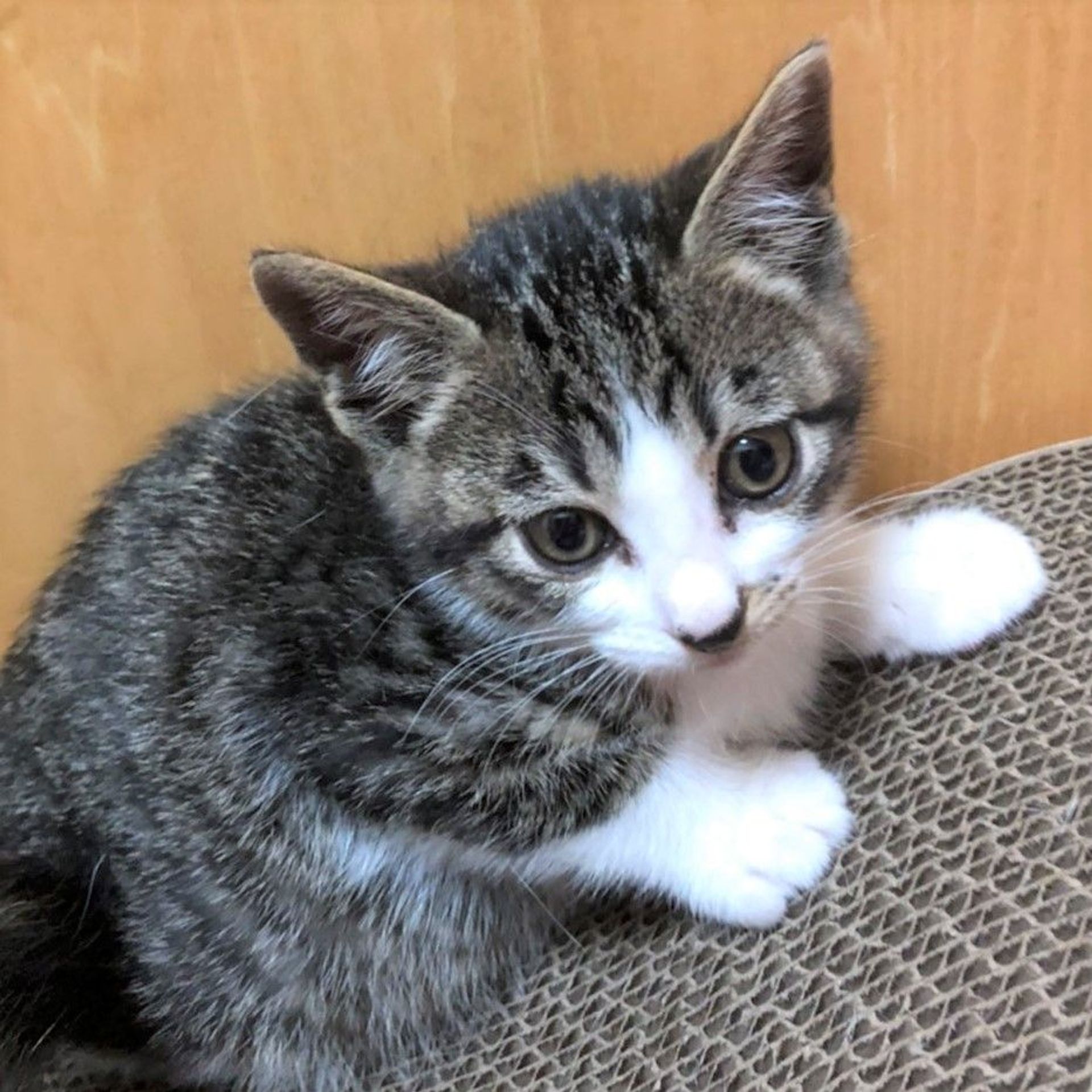 雑種（ミックス猫）・オスの里親募集の写真