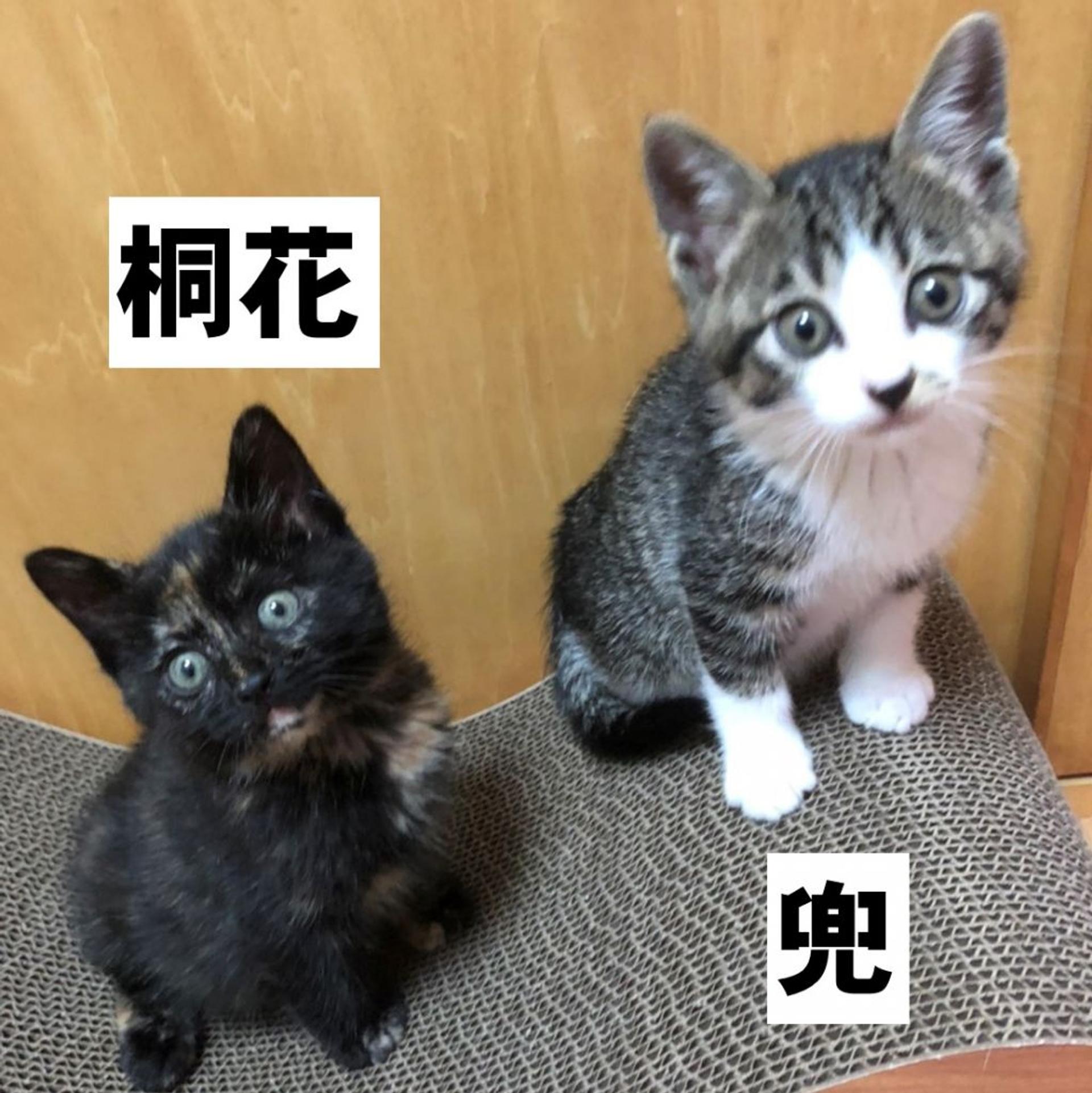 pet-image-3