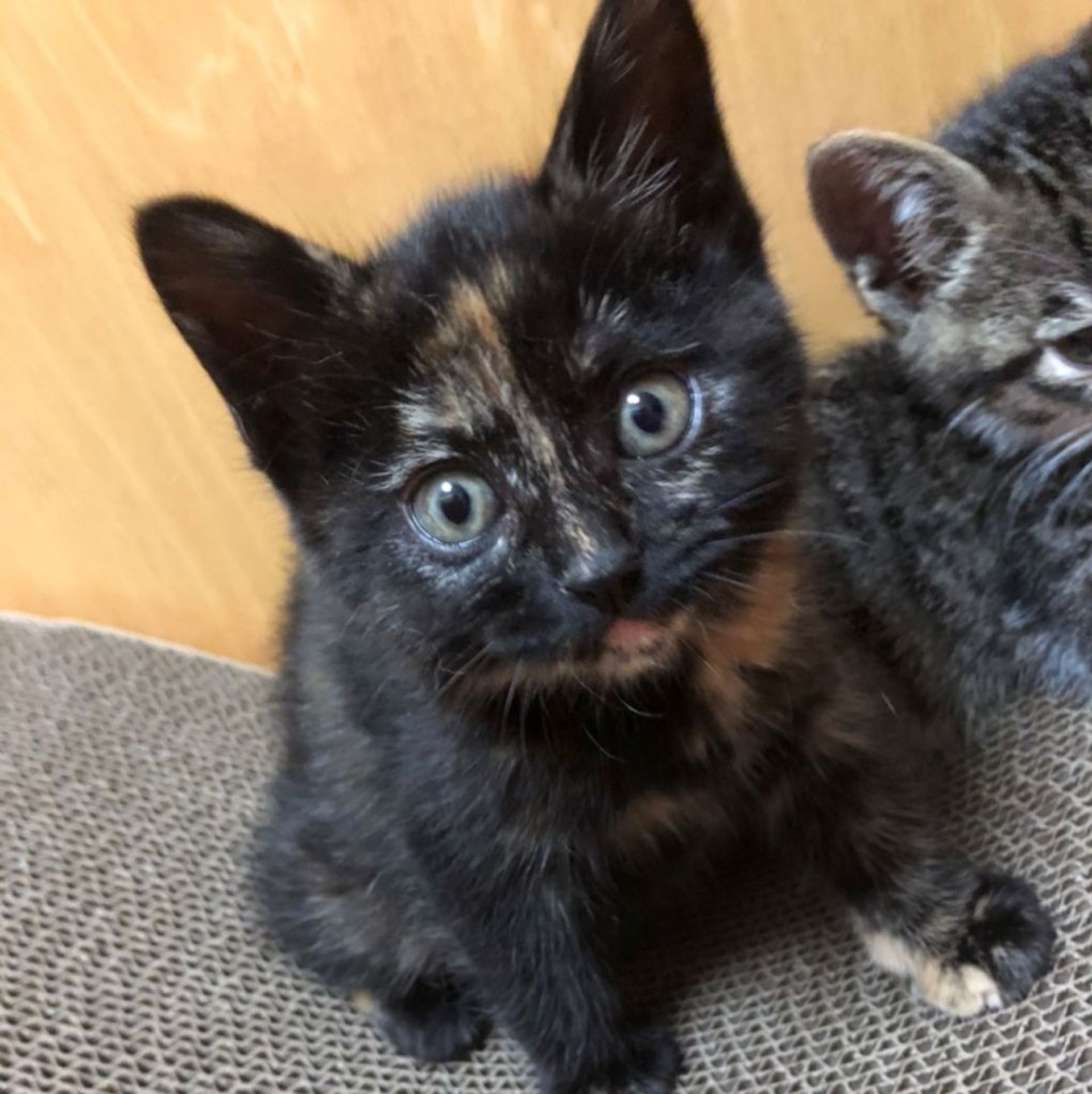 雑種（ミックス猫）・メスの里親募集の写真