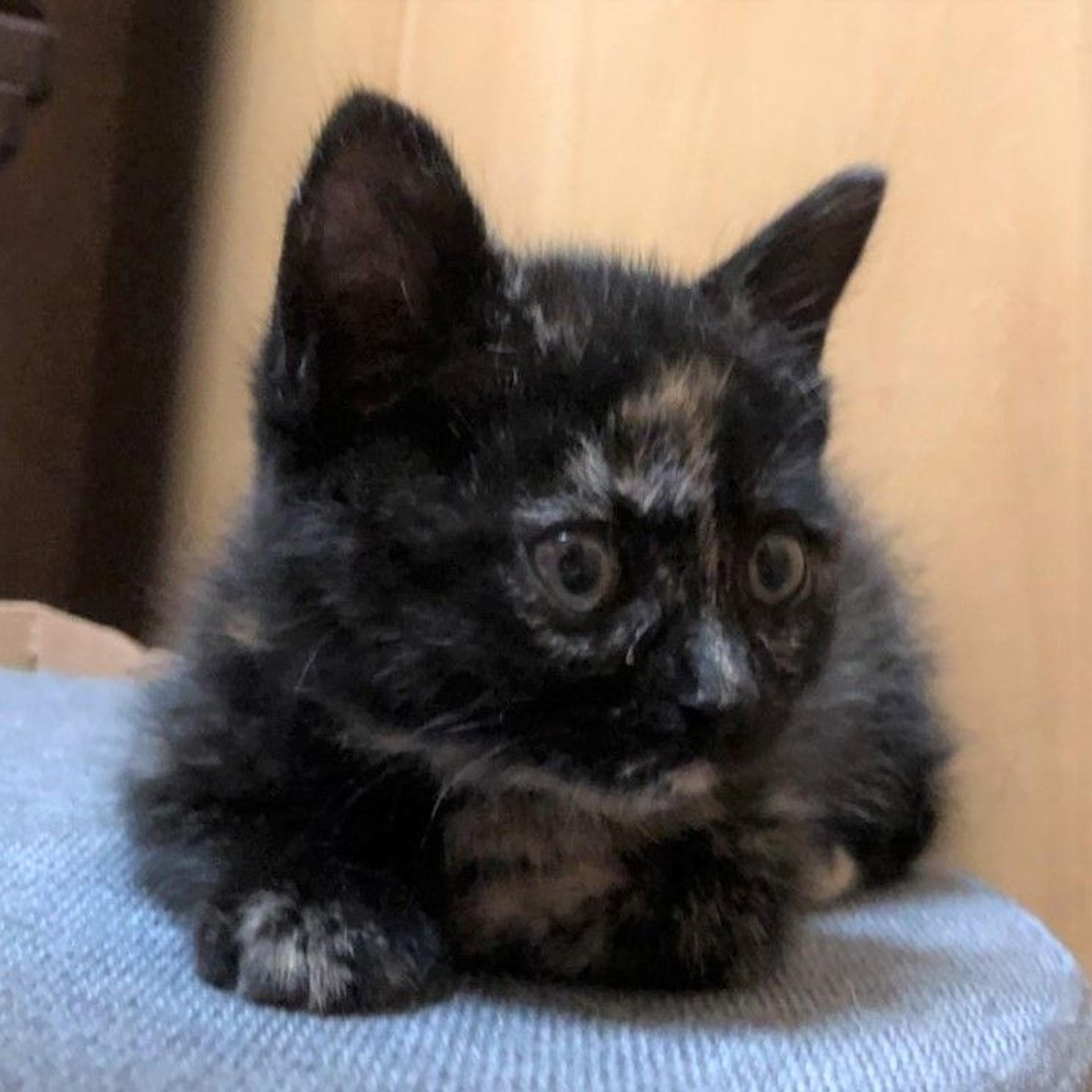 pet-image-3
