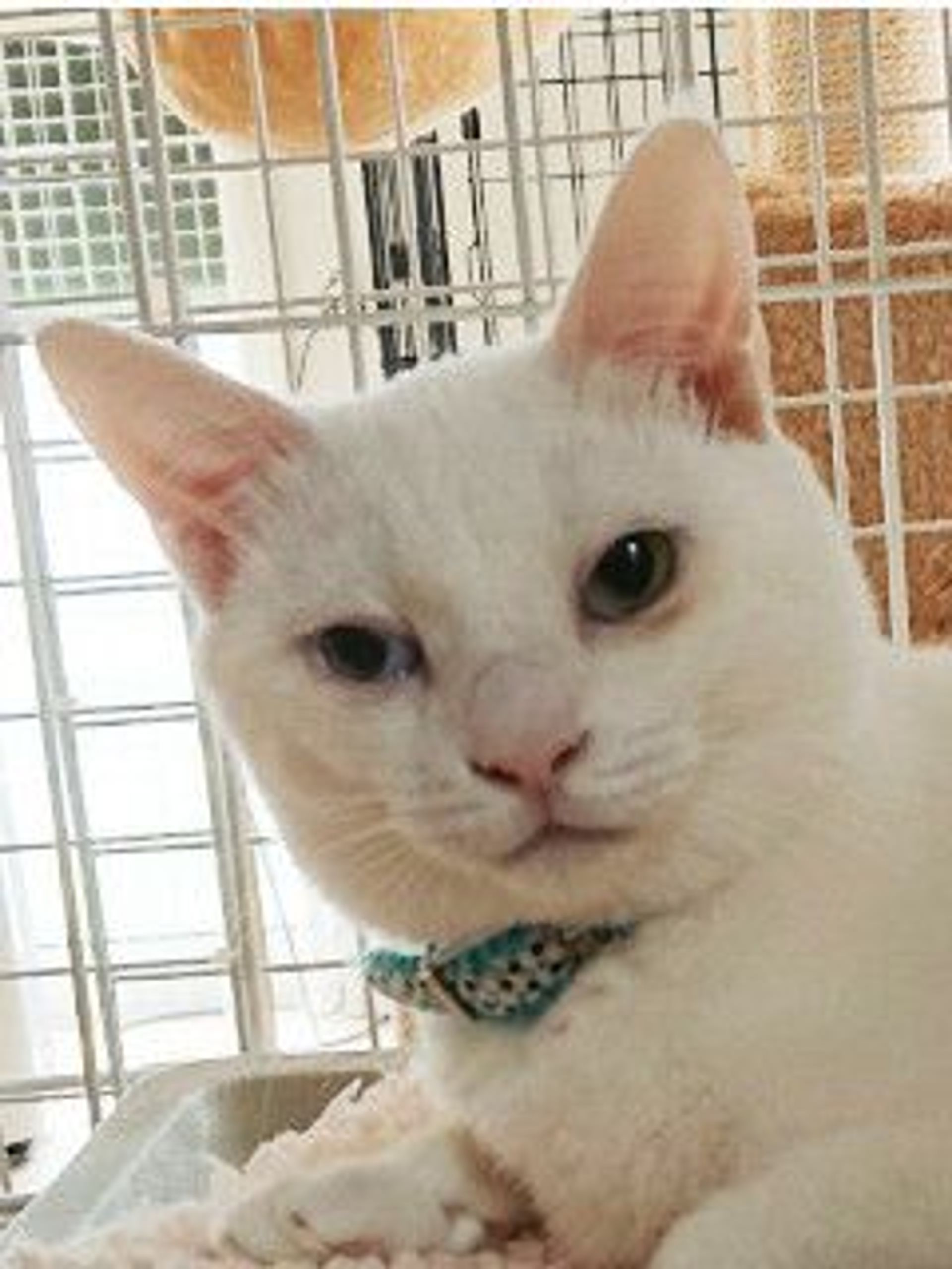 雑種（ミックス猫）・オスの里親募集の写真