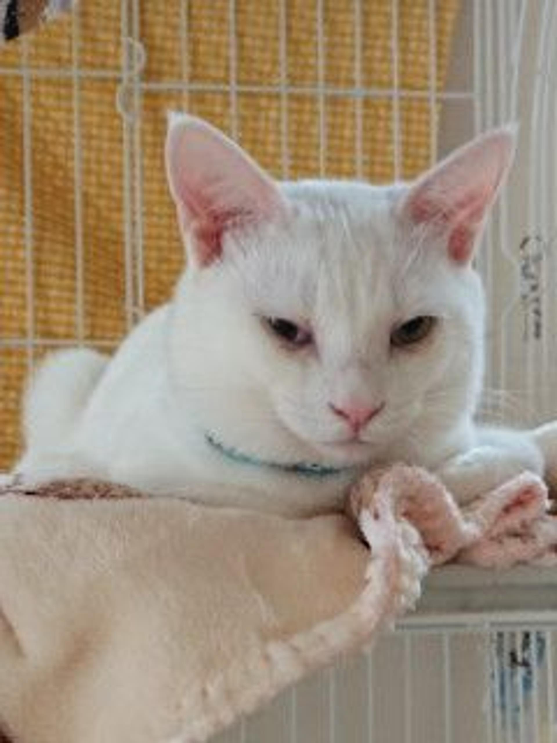 pet-image-8