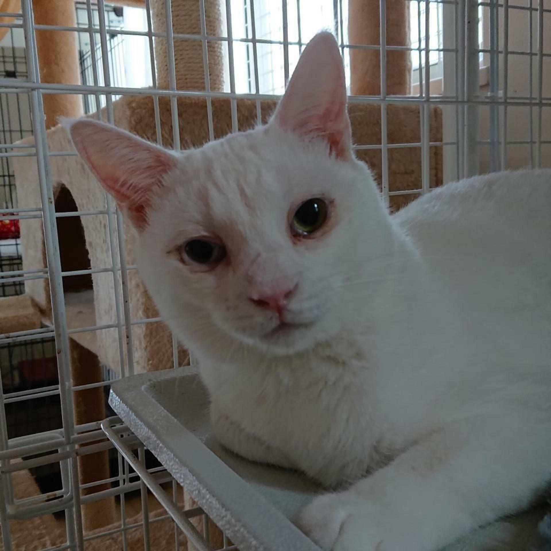 pet-image-3