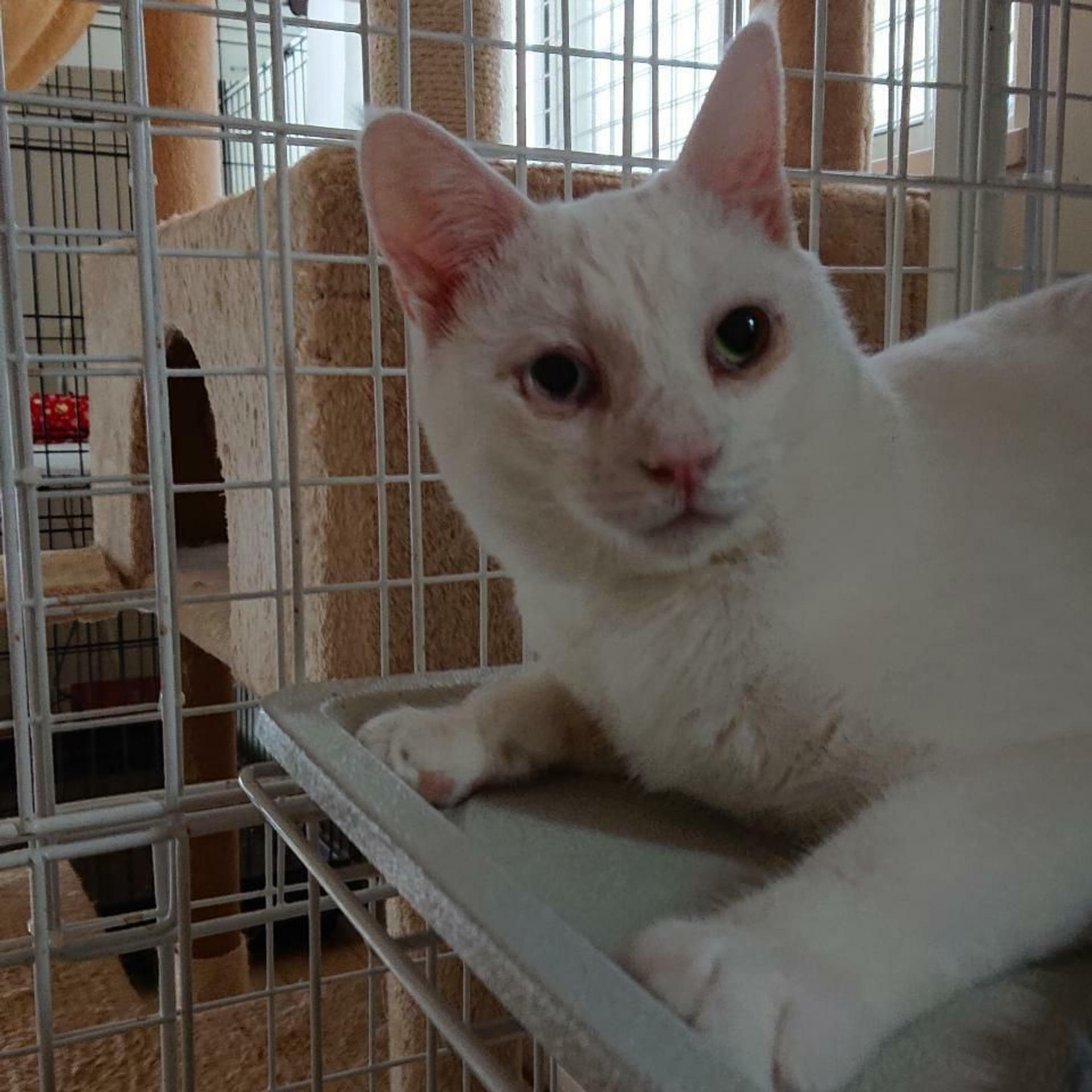 pet-image-5