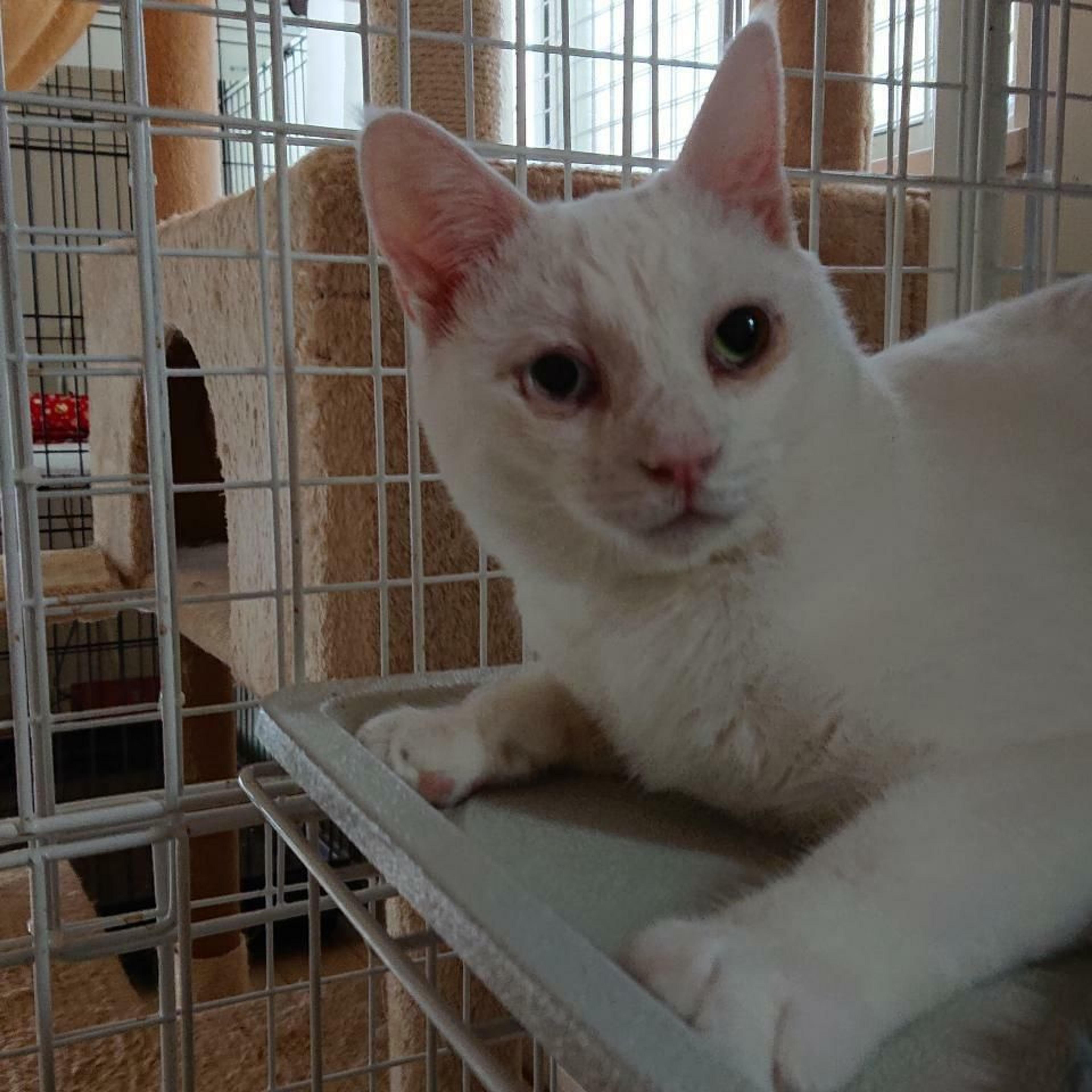 pet-image-5