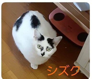 しずくの写真