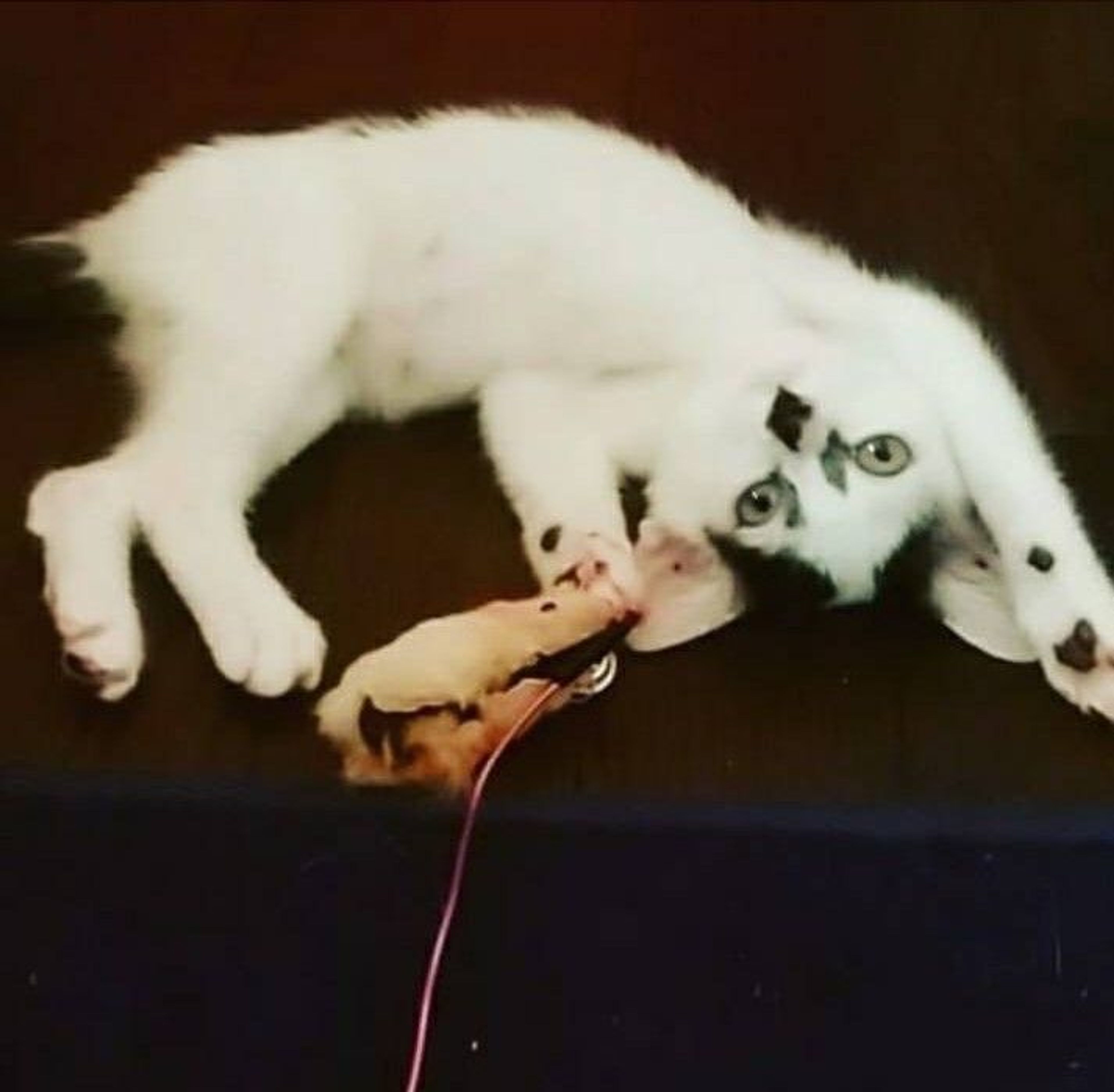 pet-image-2