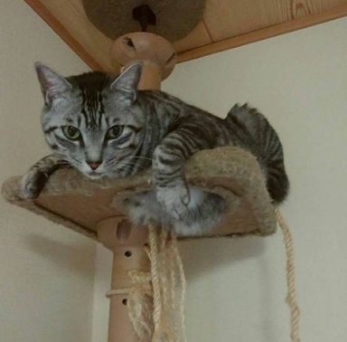 リンの写真