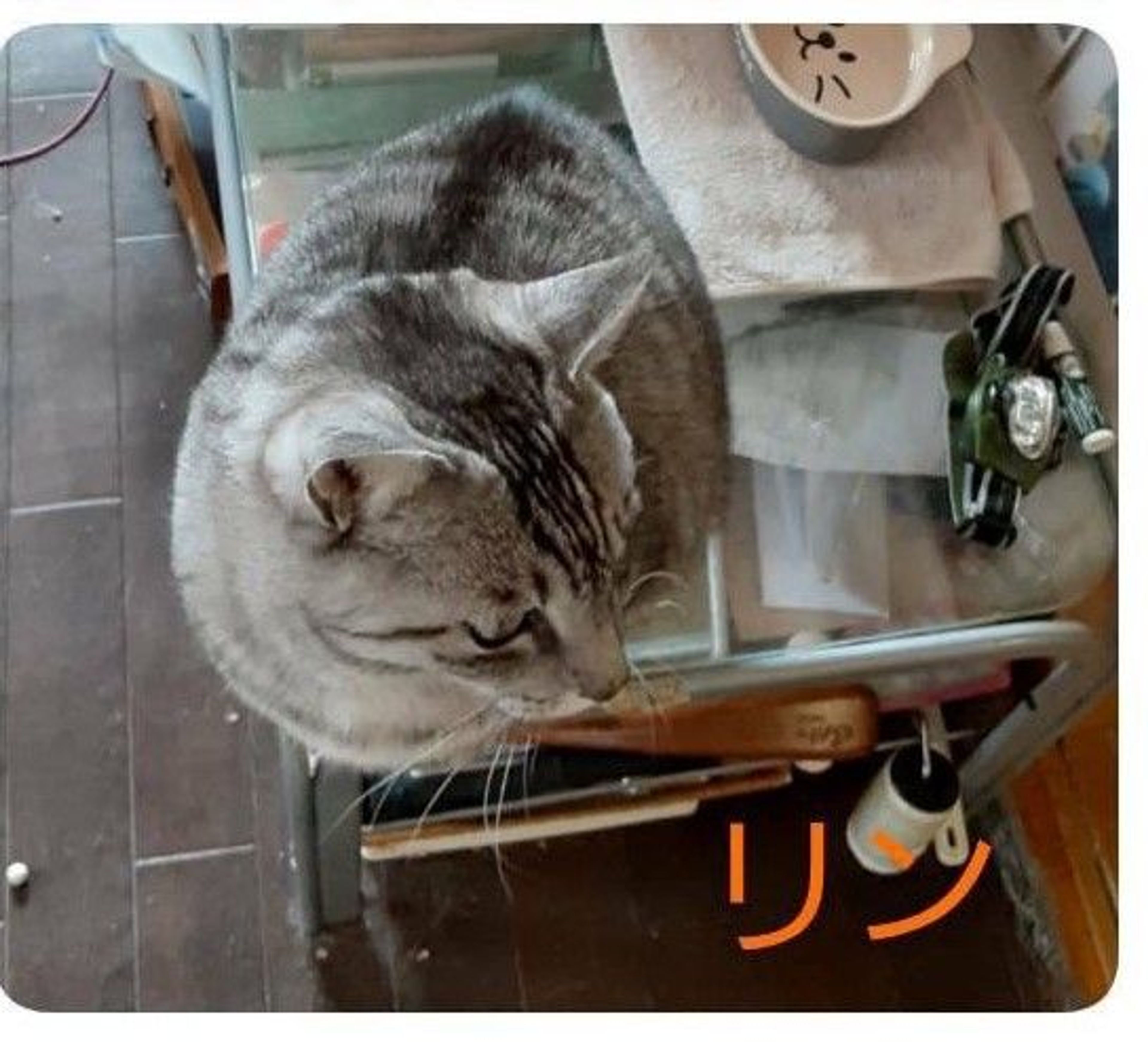pet-image-2