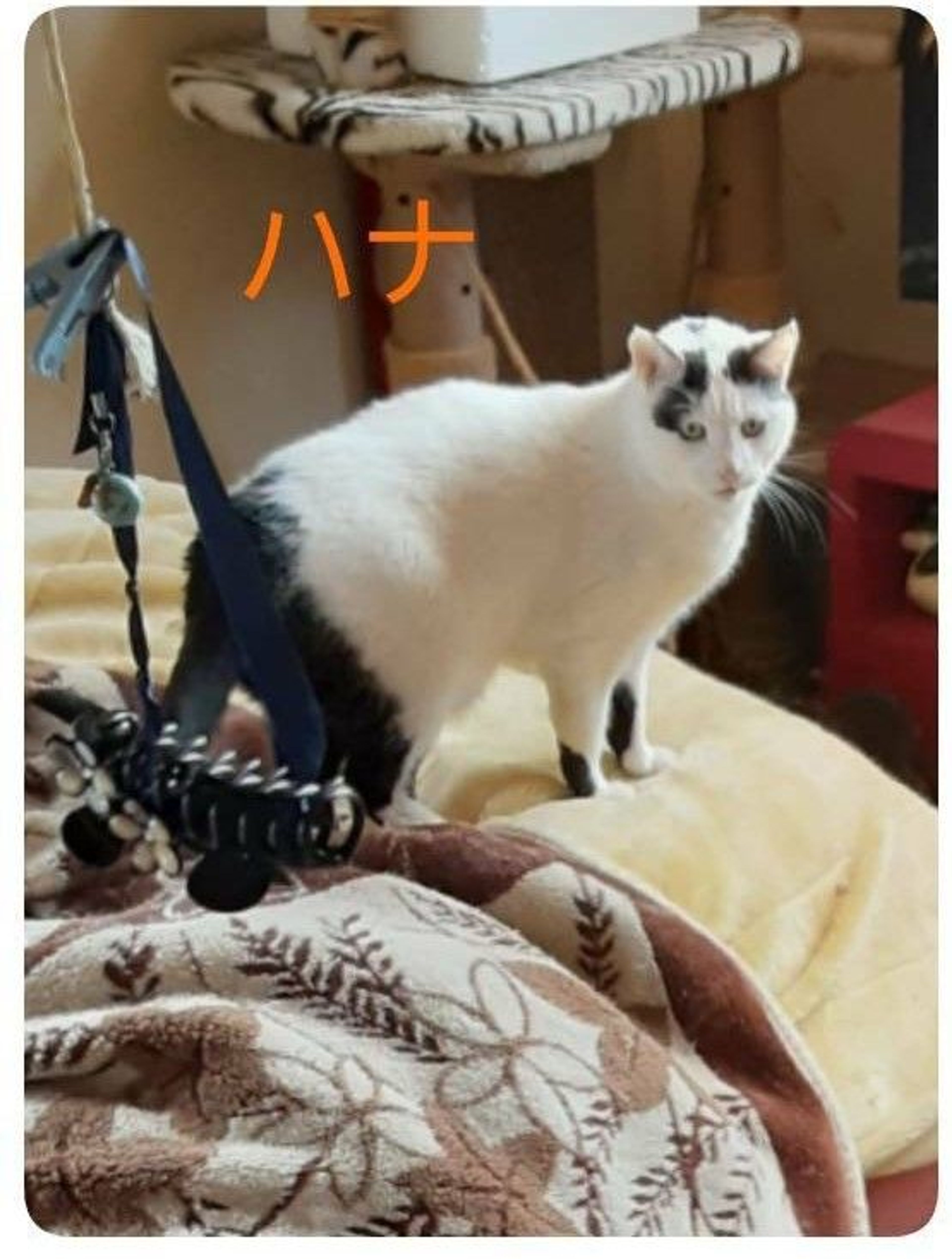 雑種（ミックス猫）・メスの里親募集の写真