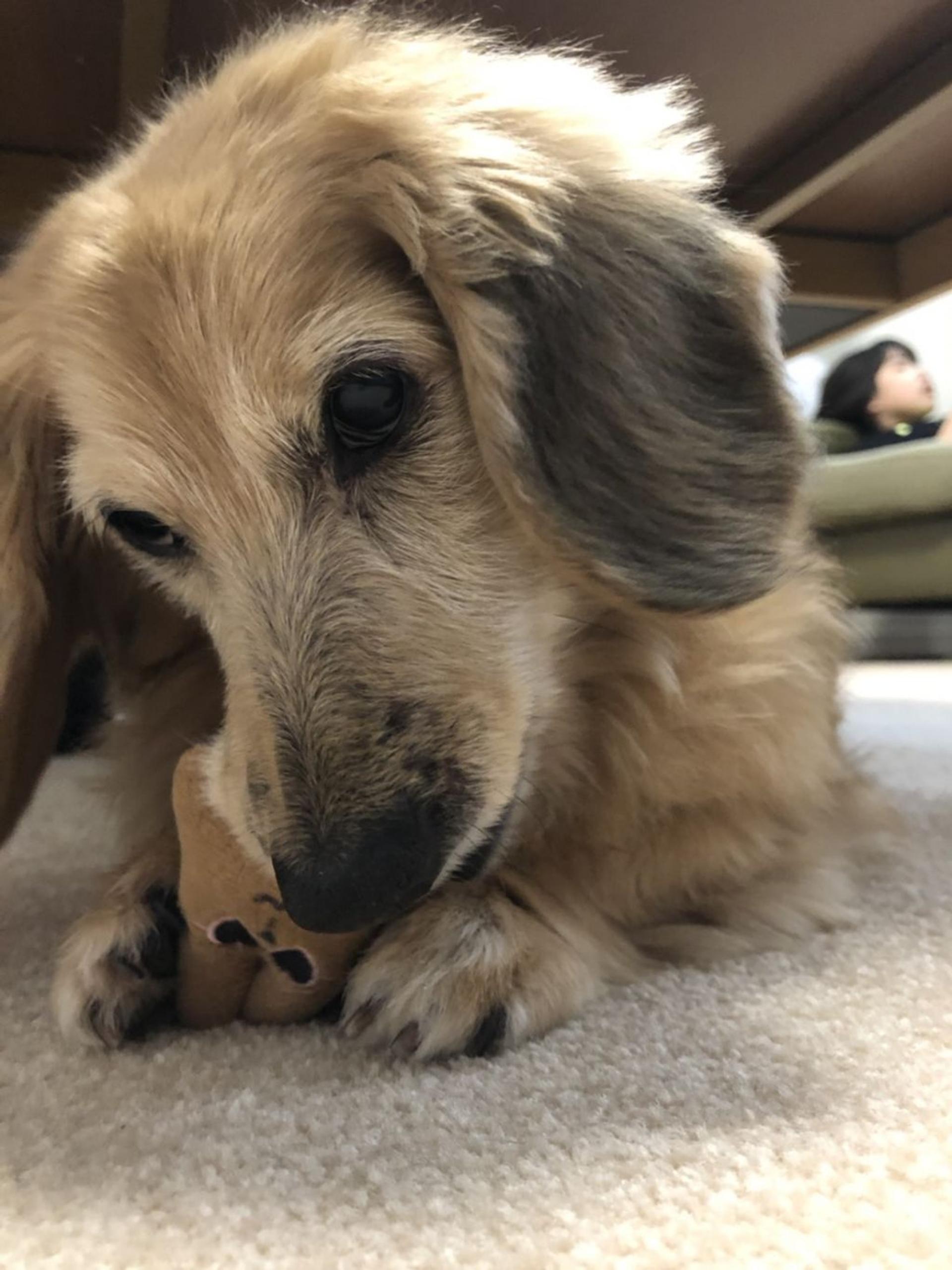 pet-image-3