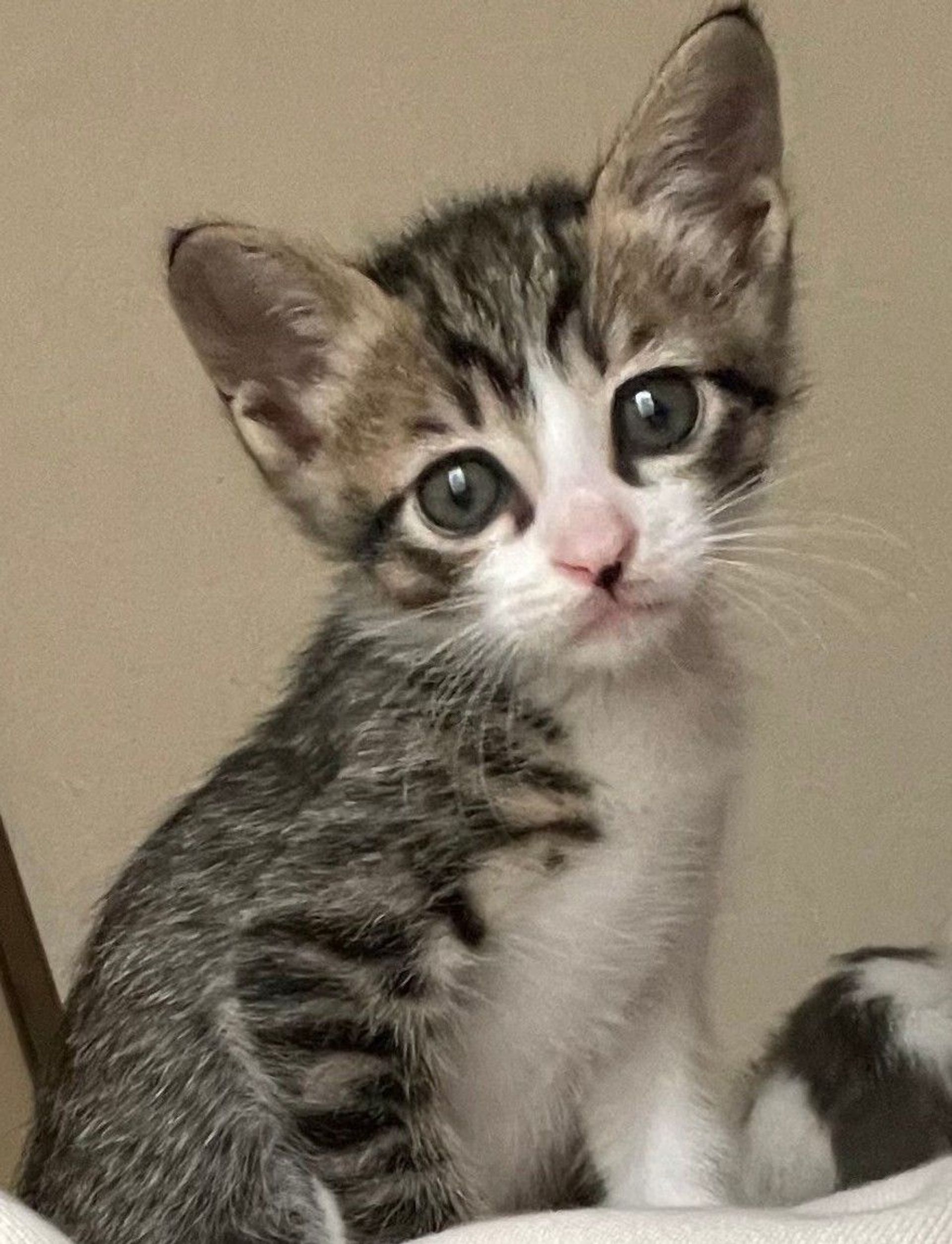 雑種（ミックス猫）・オスの里親募集の写真
