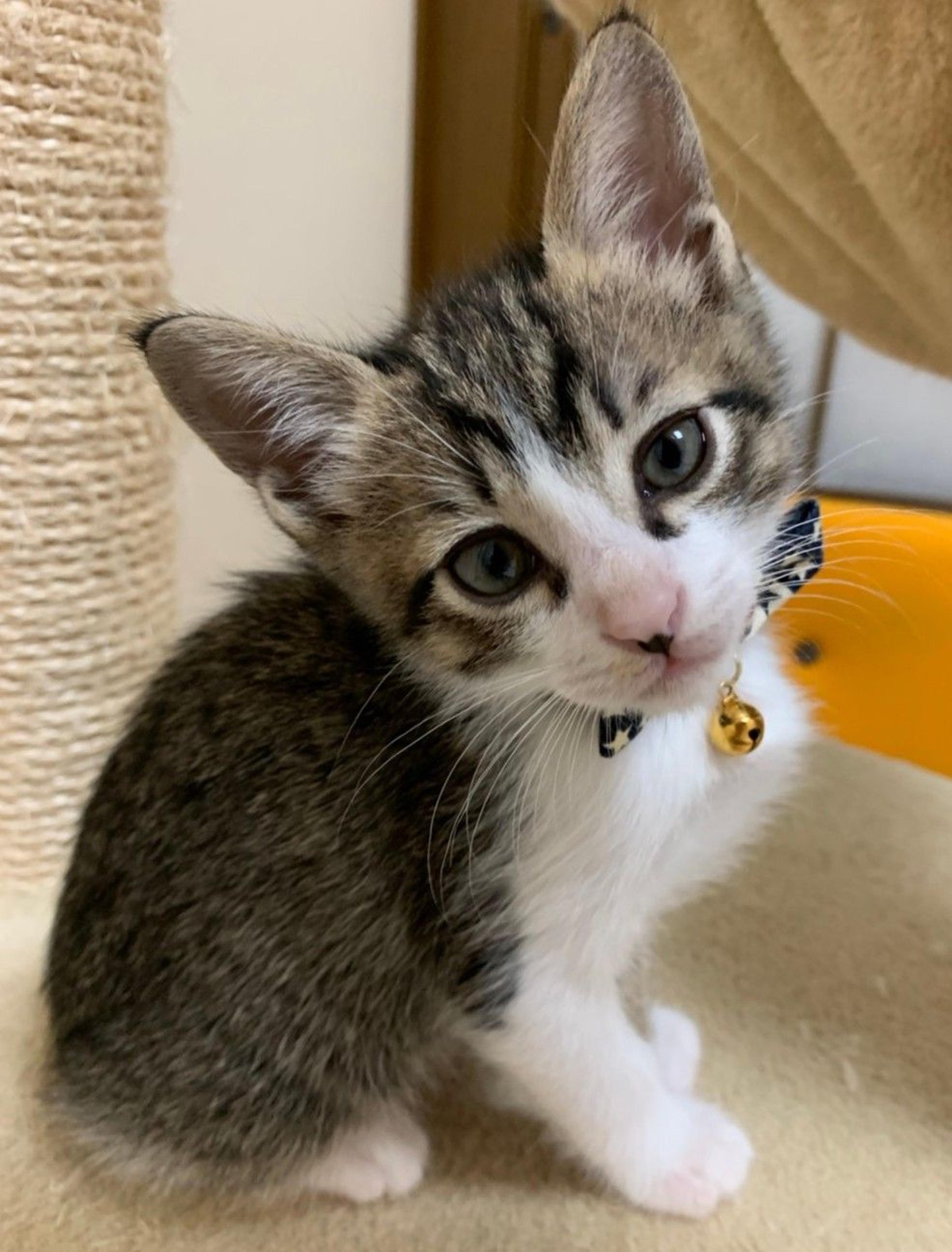 pet-image-2