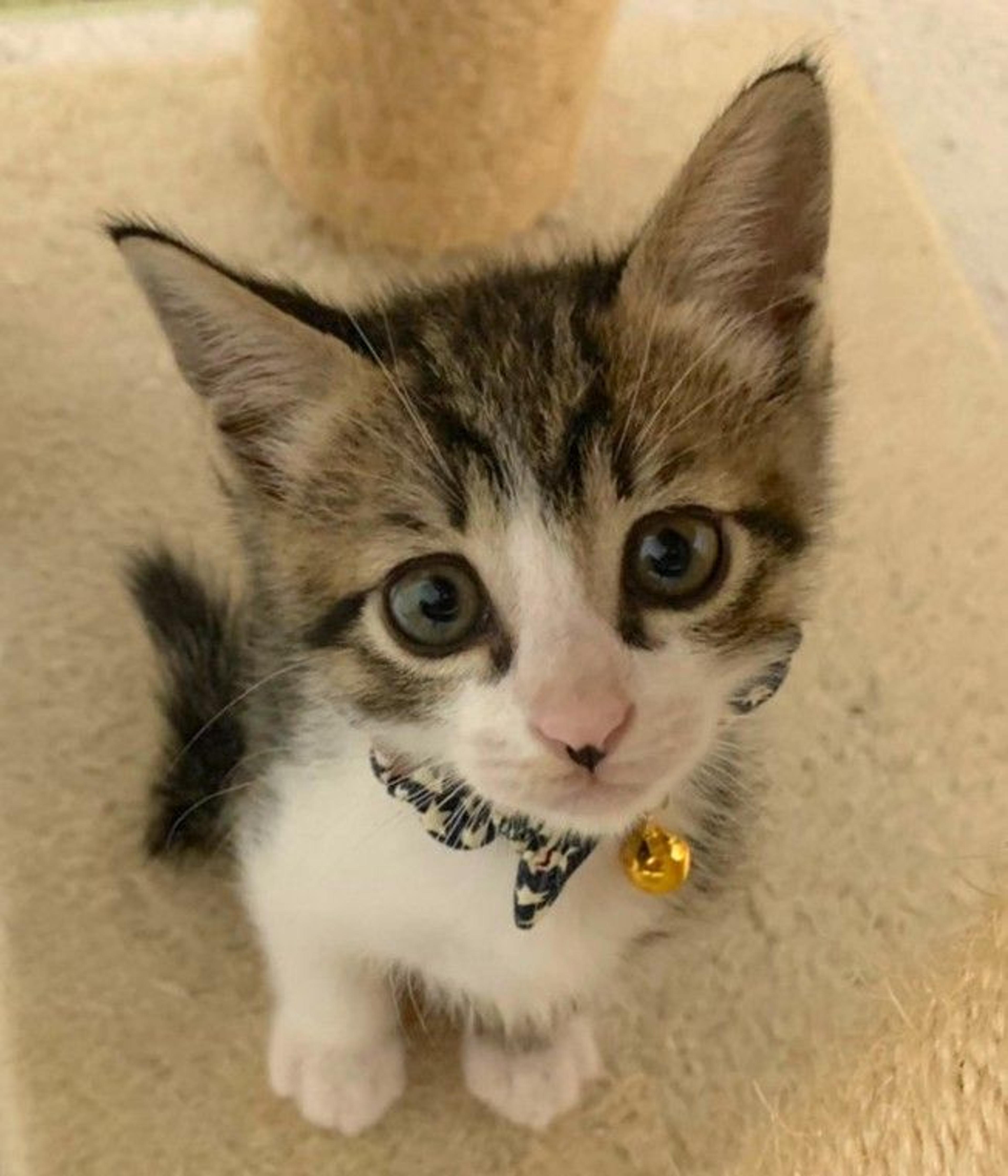 pet-image-3