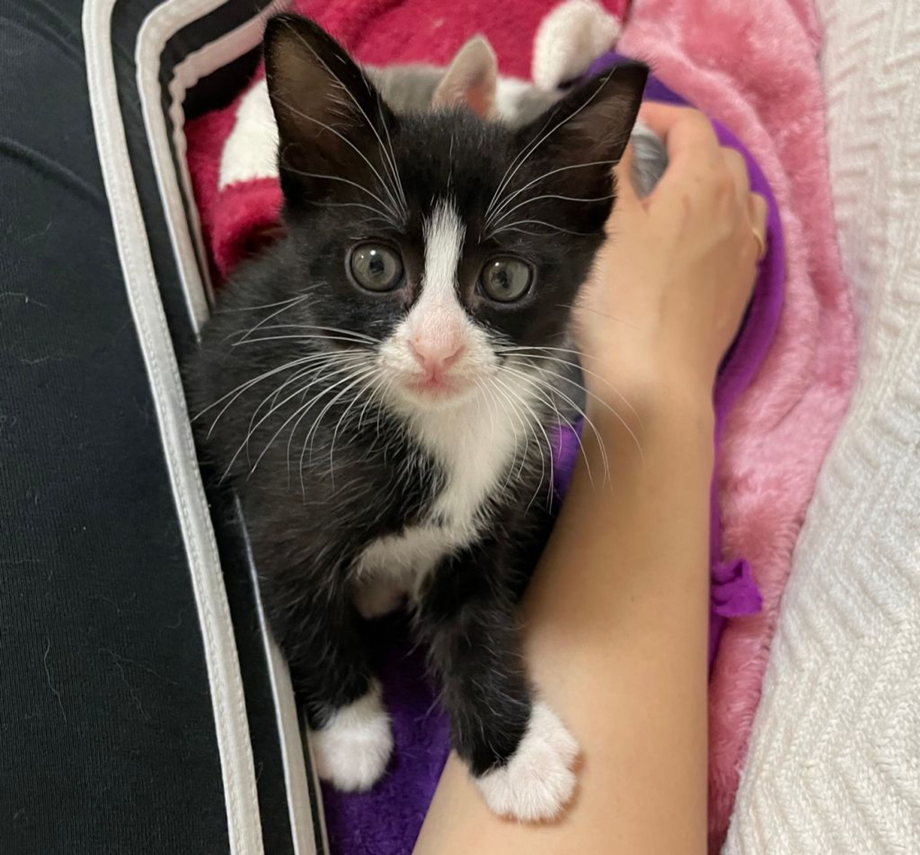 pet-image-2