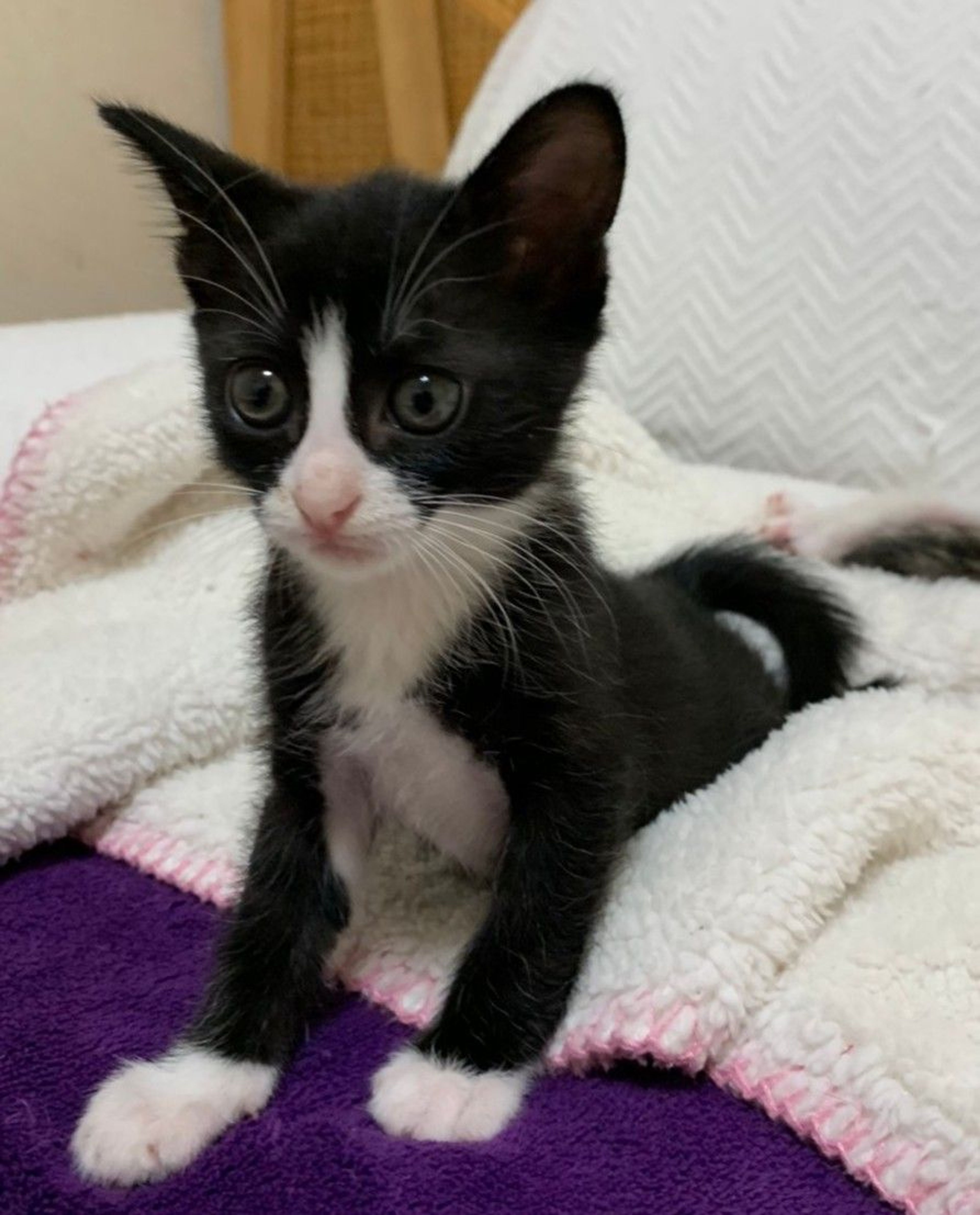 pet-image-3