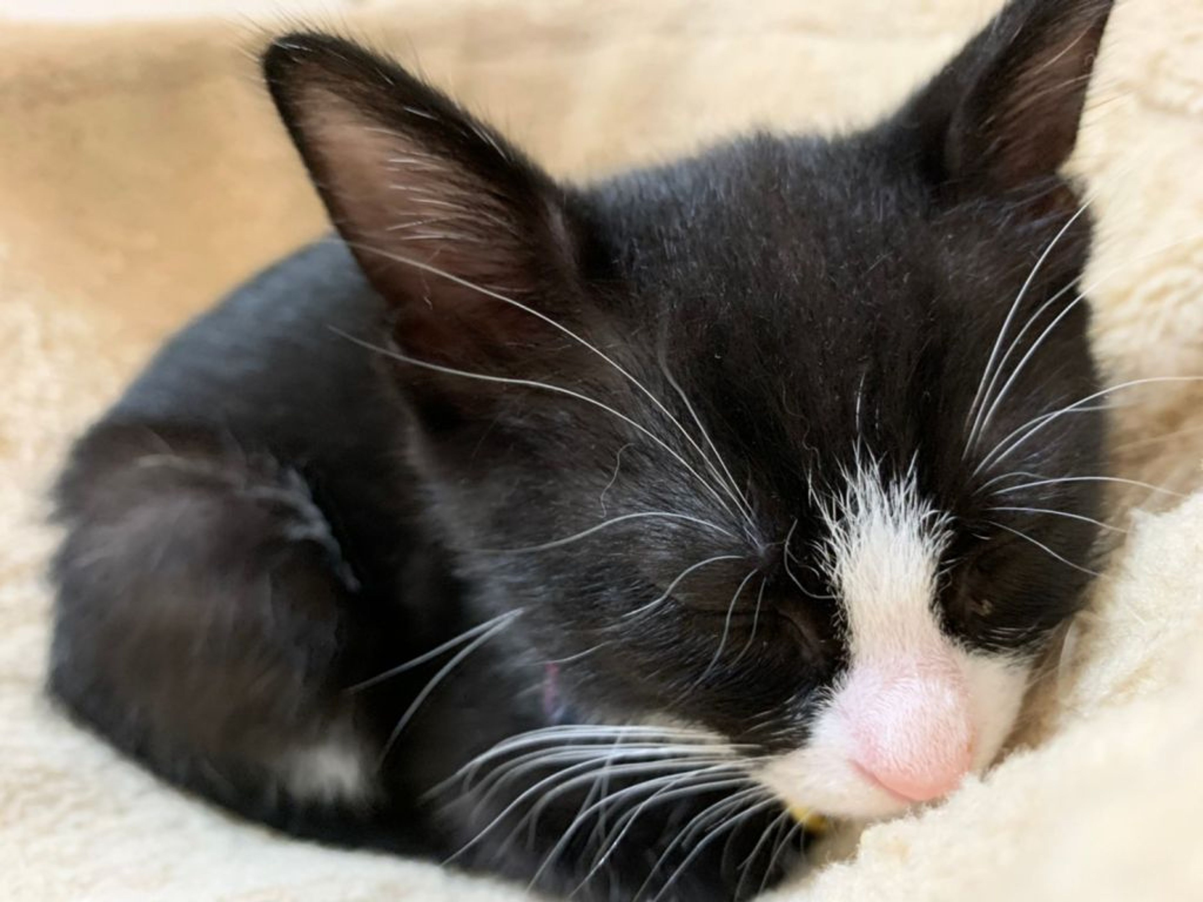 pet-image-4