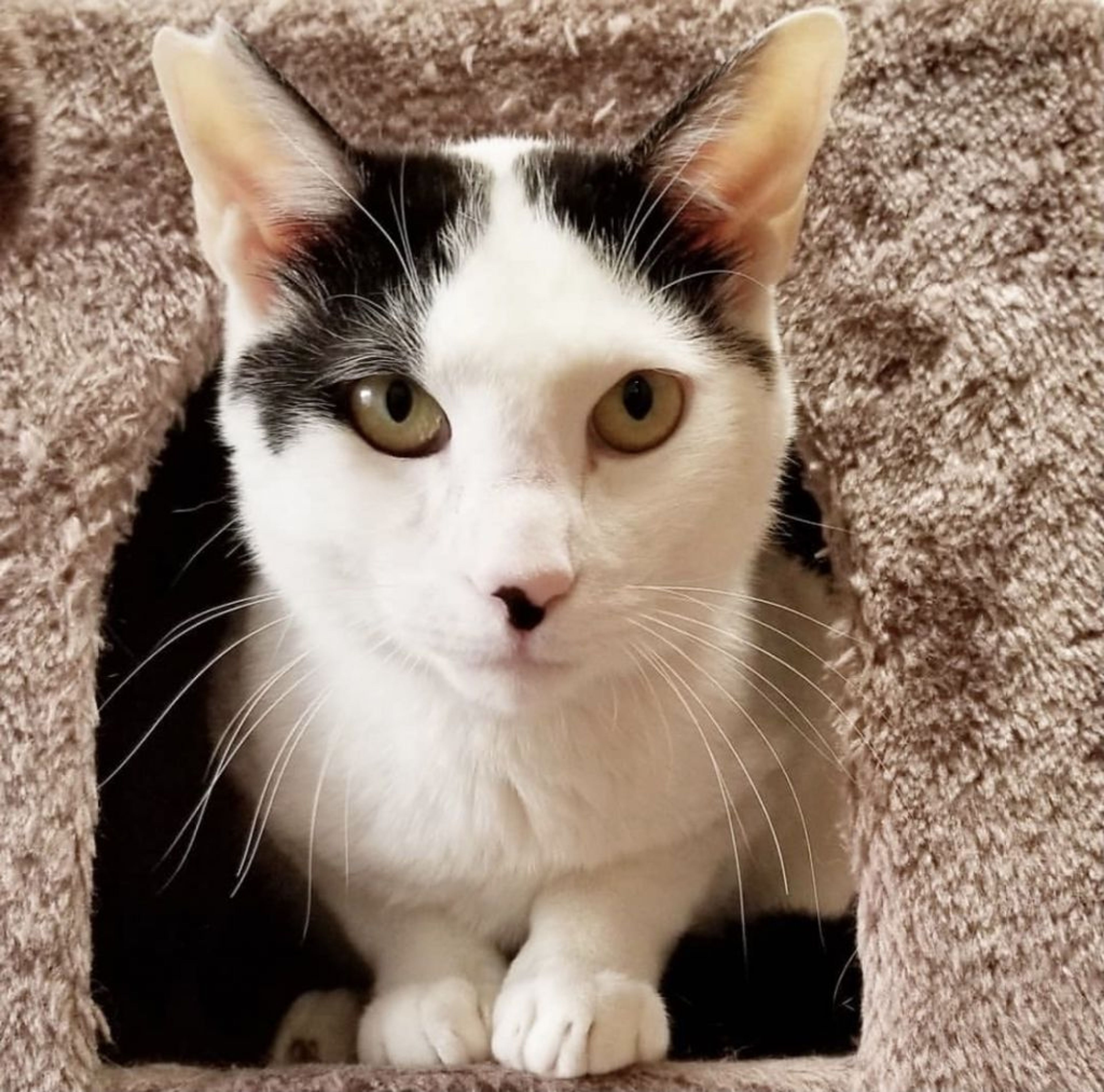 雑種（ミックス猫）・オスの里親募集の写真