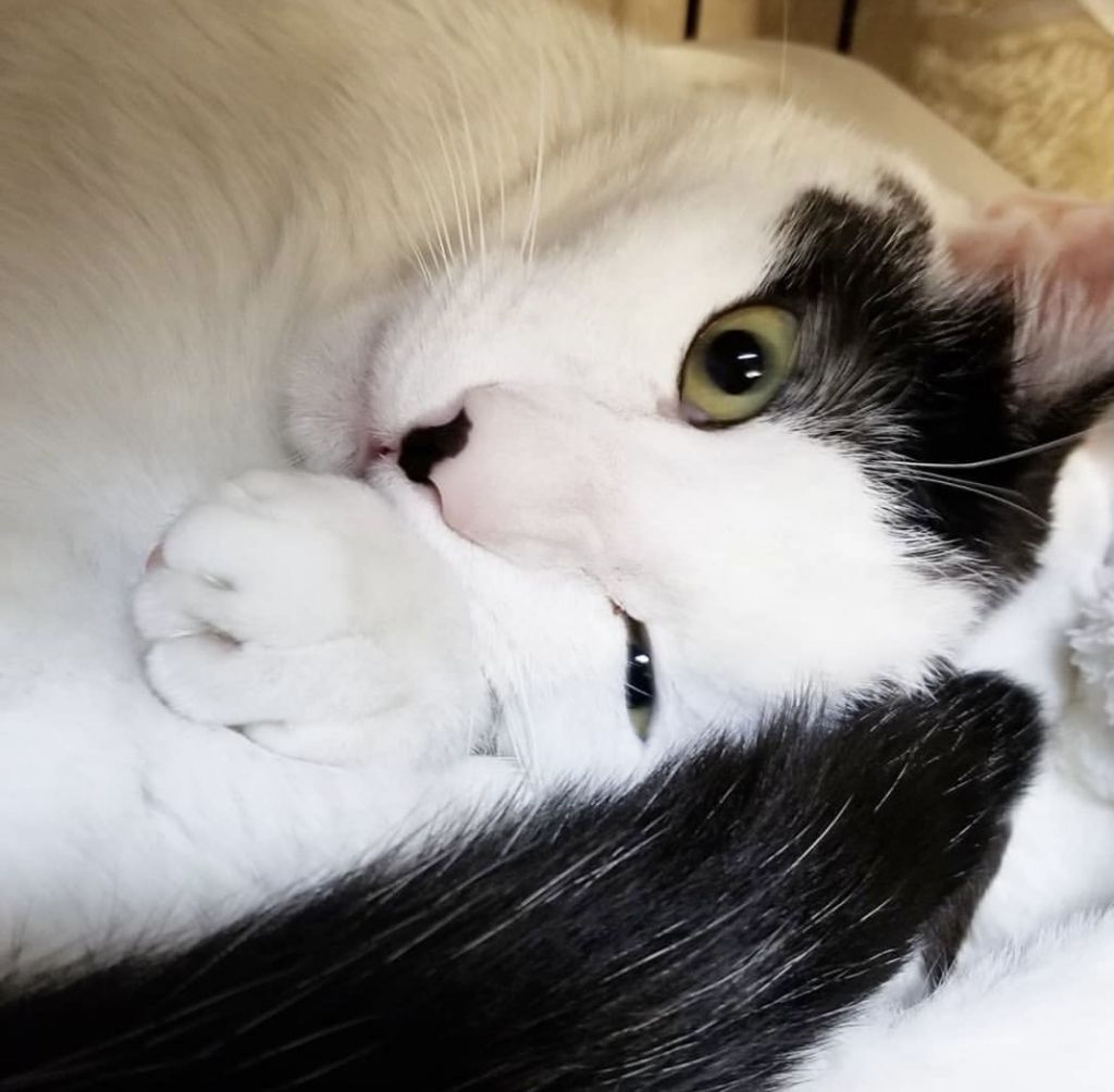 pet-image-5