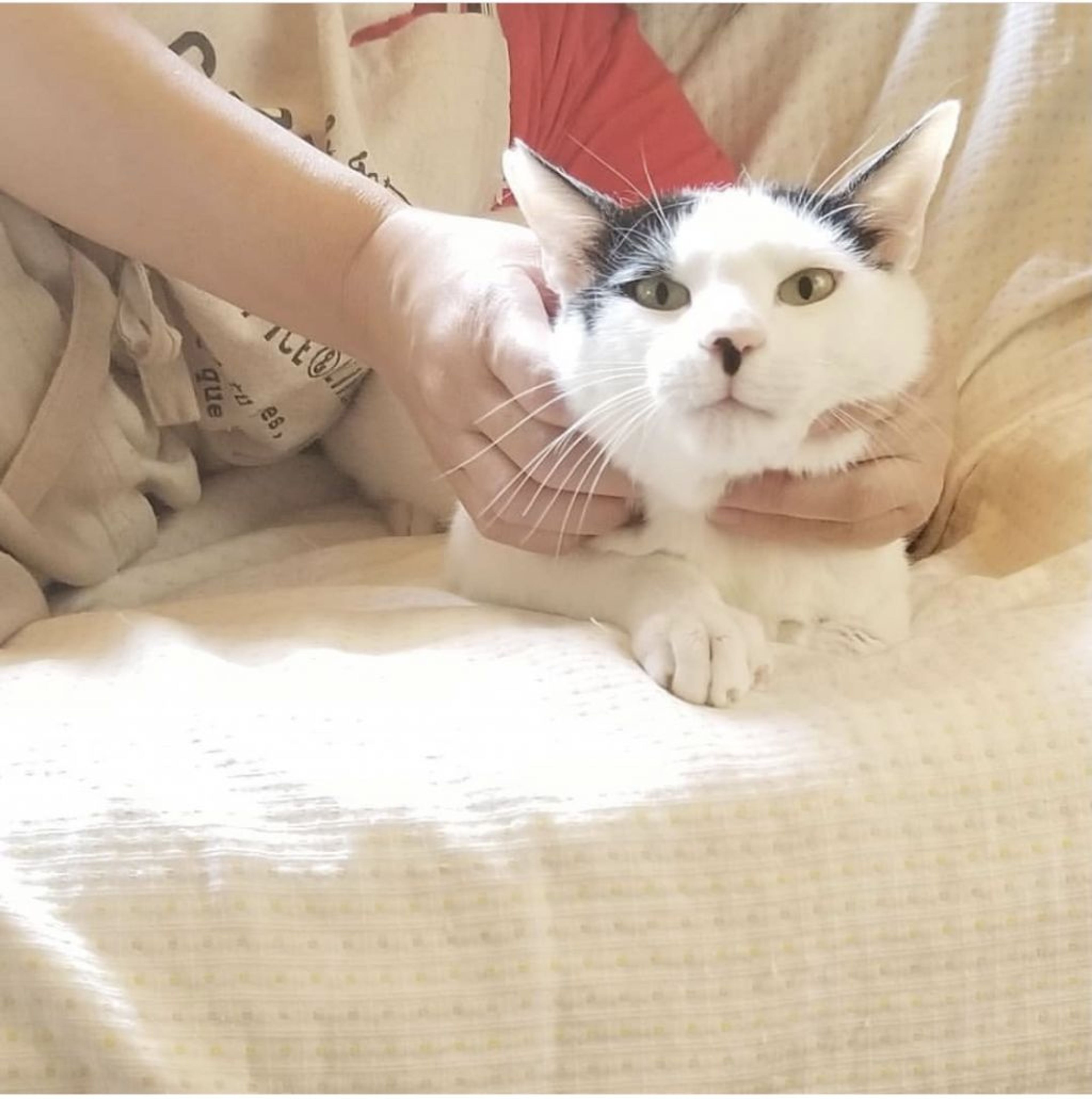 pet-image-6