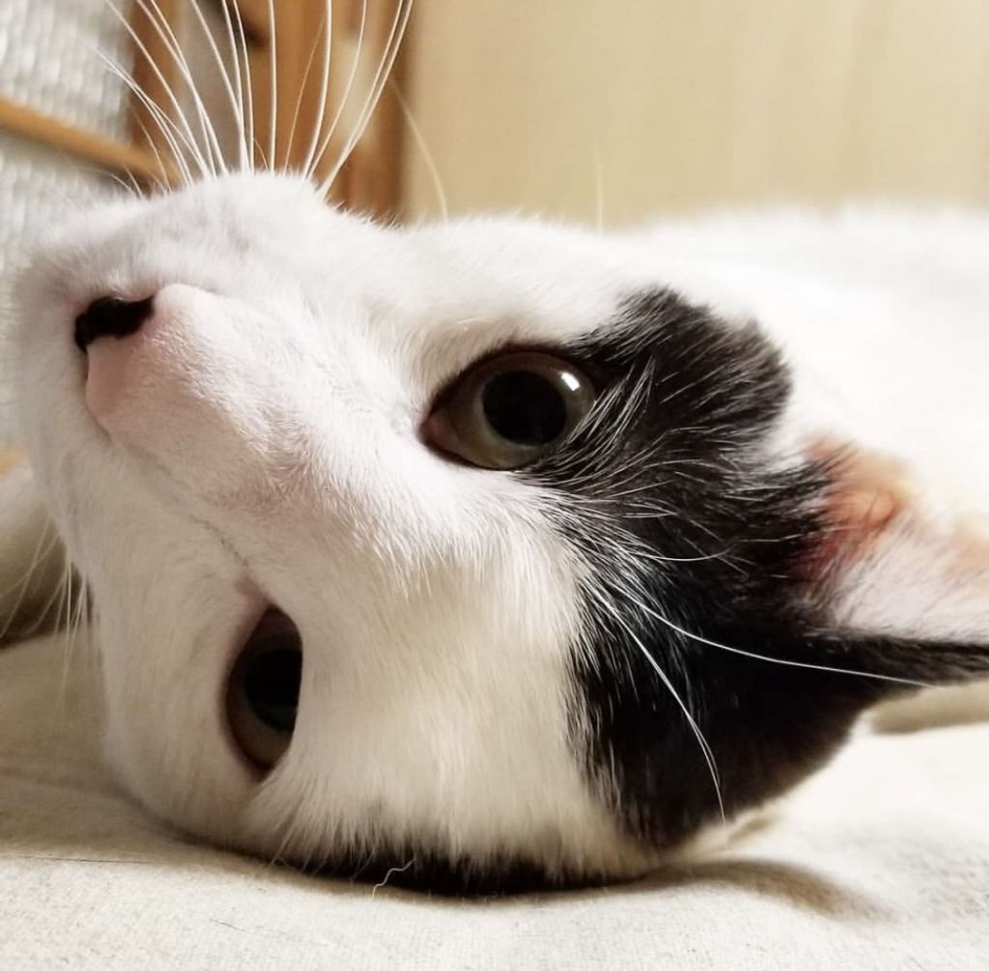 pet-image-7