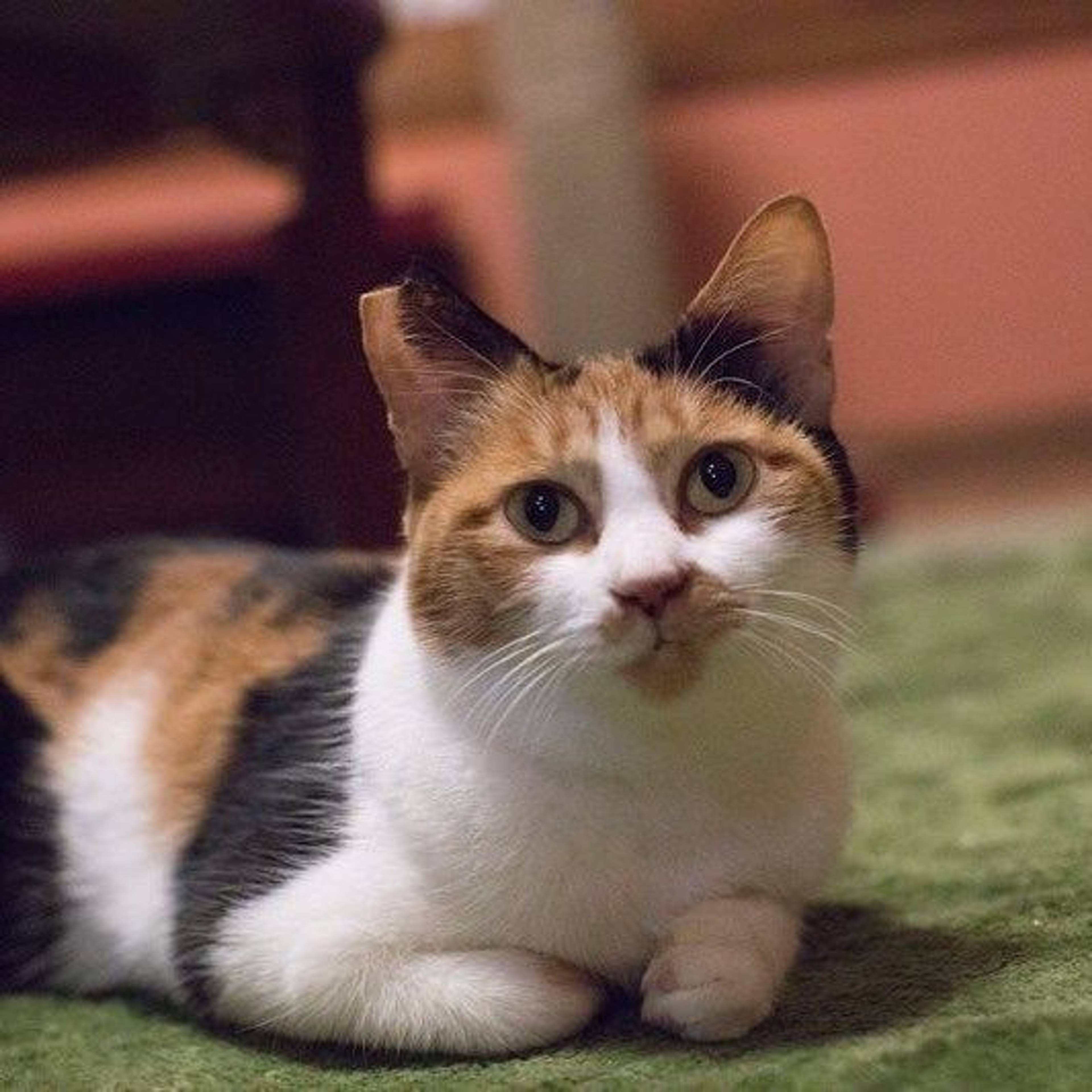 雑種（ミックス猫）・メスの里親募集の写真
